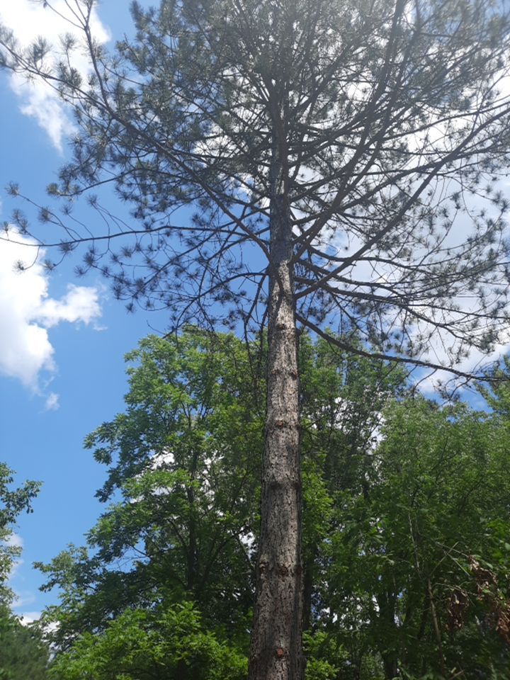 Tree Removal using Tree Removal by Mike Jones & Sons Tree Service LLC 