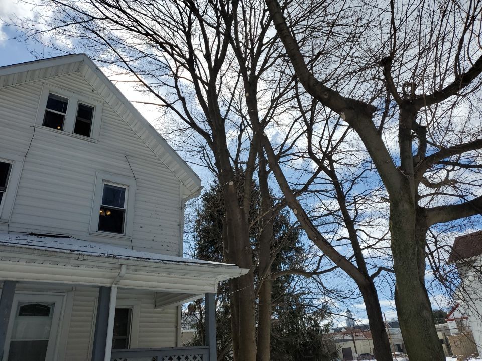 Tree Trimming using Tree Pruing by Mike Jones & Sons Tree Service LLC 