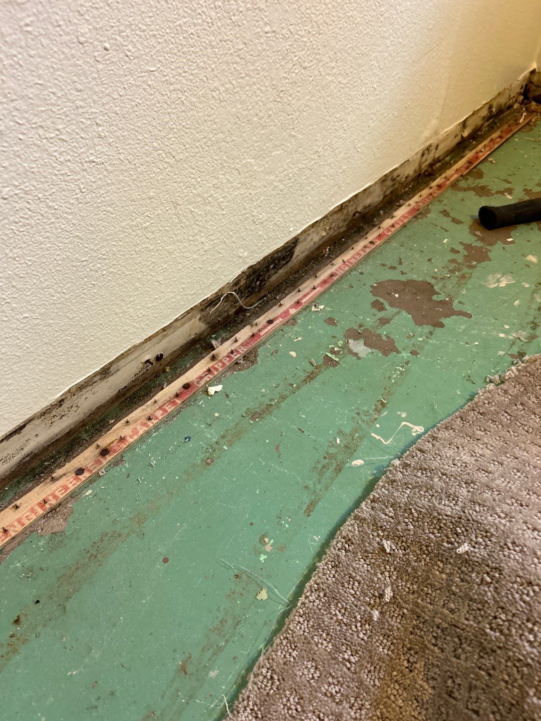 Mold Remediation by Accountable Home Services