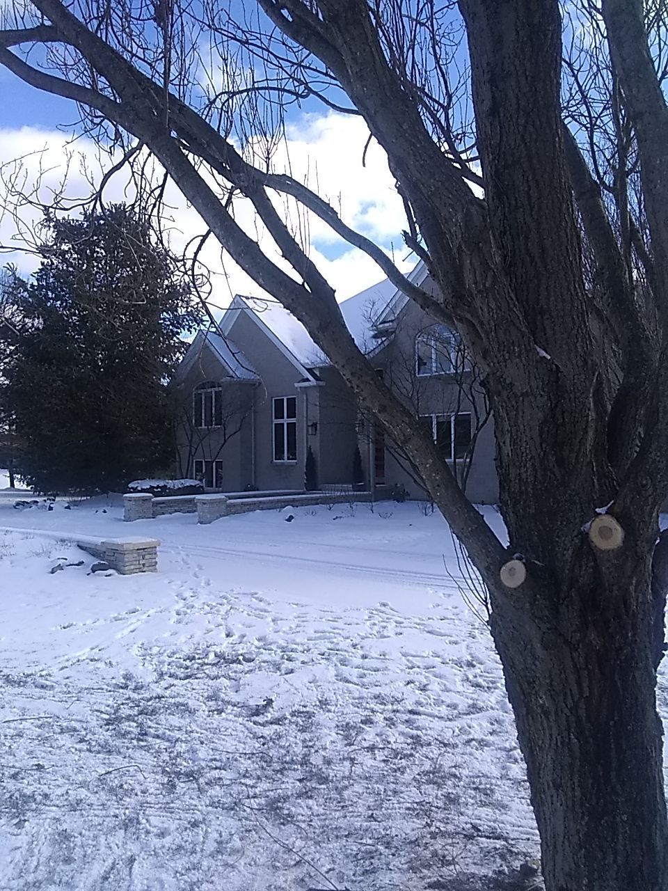 Tree Trimming using Tree Pruing by Mike Jones & Sons Tree Service LLC 