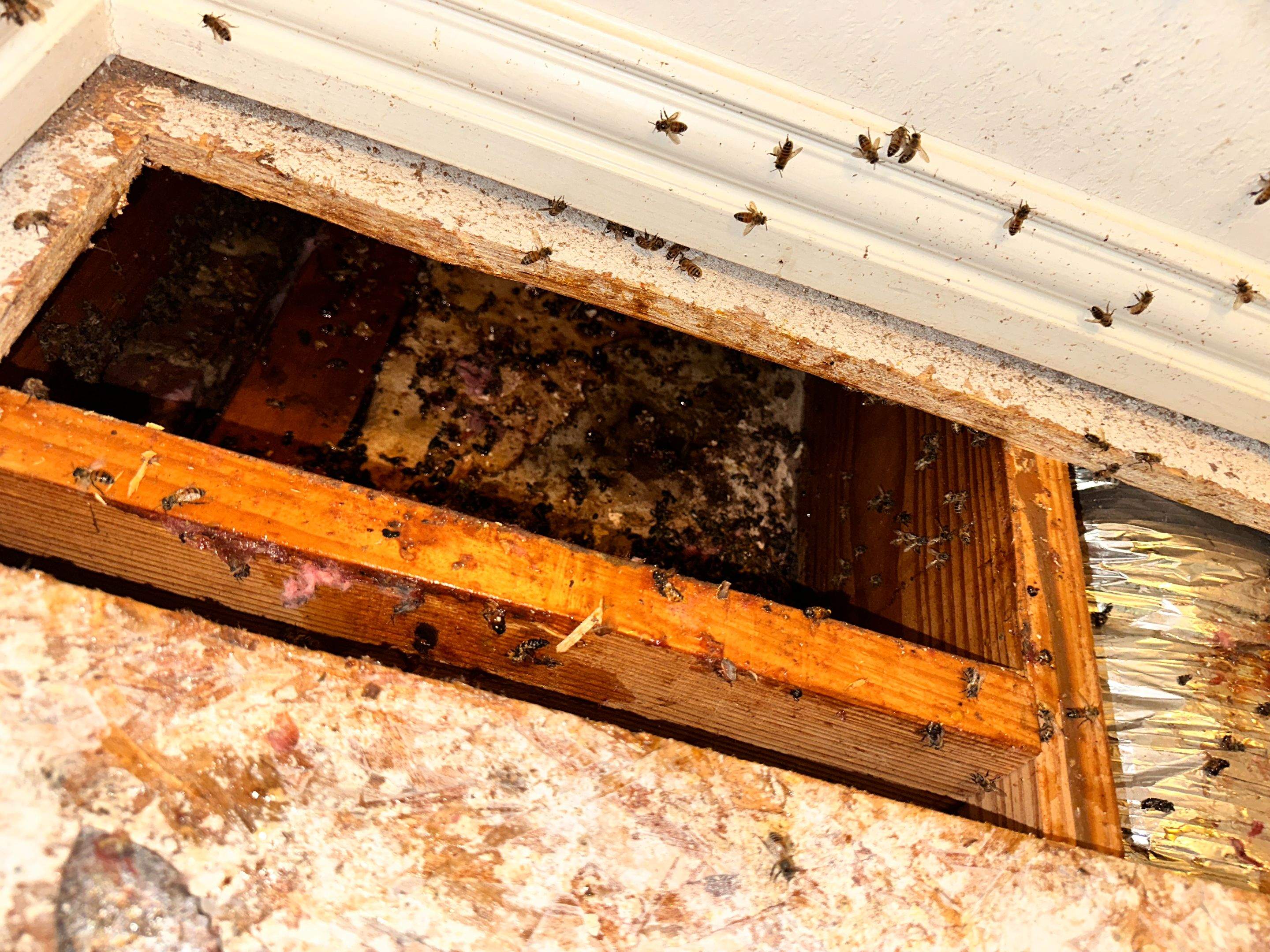 Floored! by Rockwall Honey Bee Company