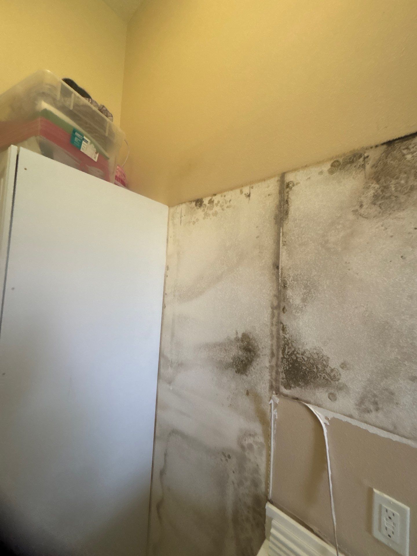 Mold Damage Inspection & Removal In Parrish, FL by Ampm Restoration Services