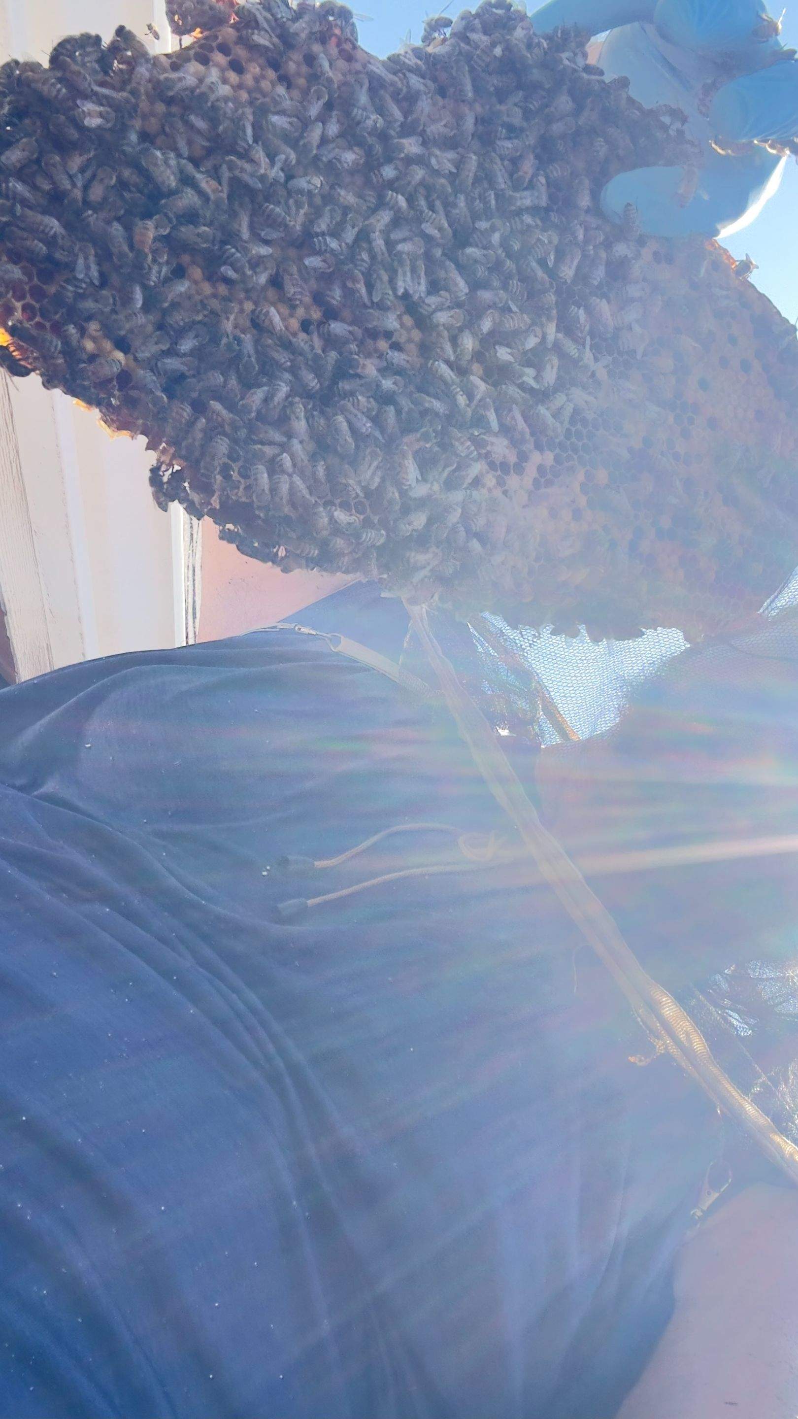 Rooftop by Rockwall Honey Bee Company