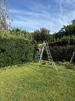 Deerwood Resident | Shrub Trimming