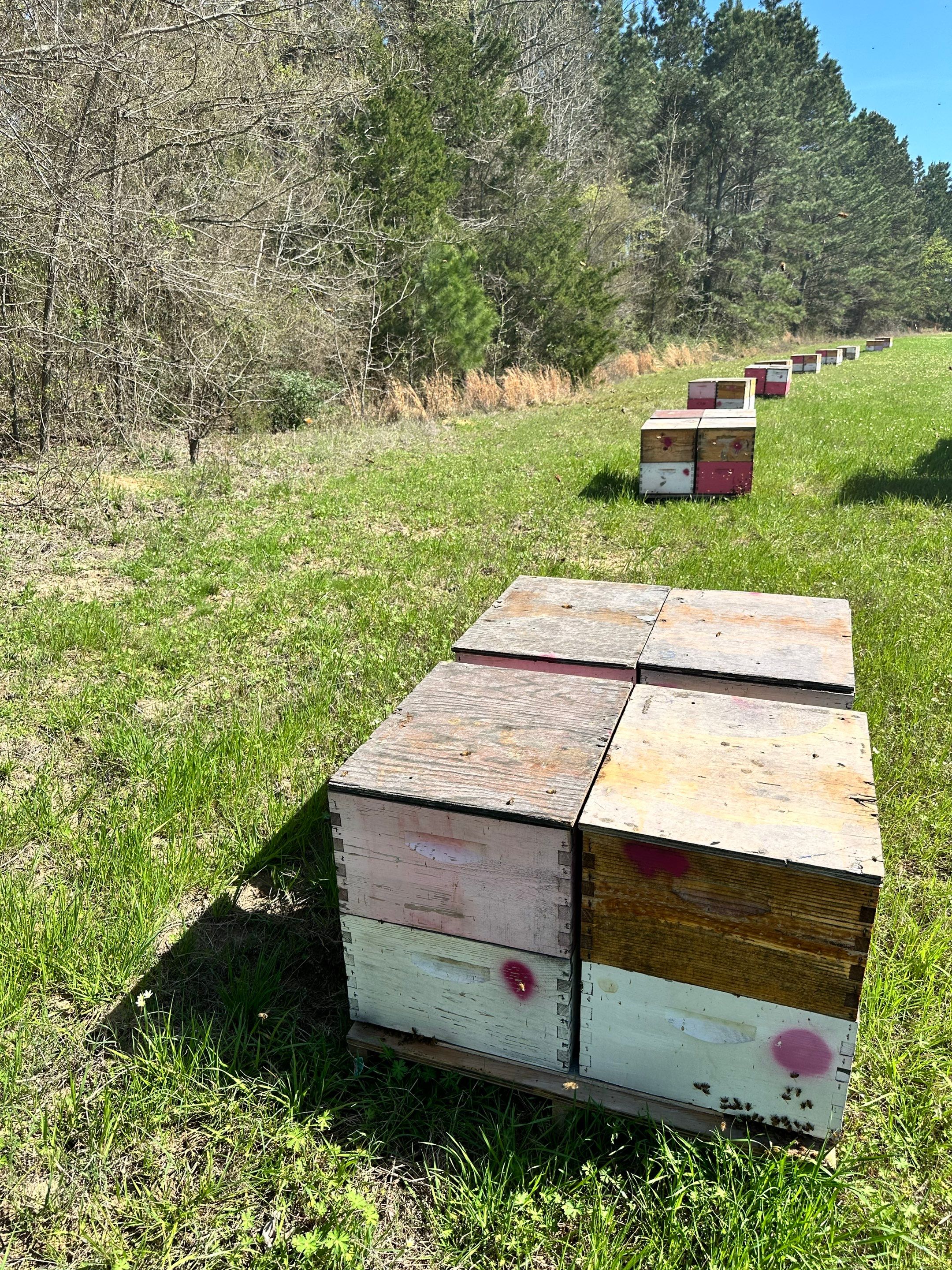 W Family Apiary by Rockwall Honey Bee Company