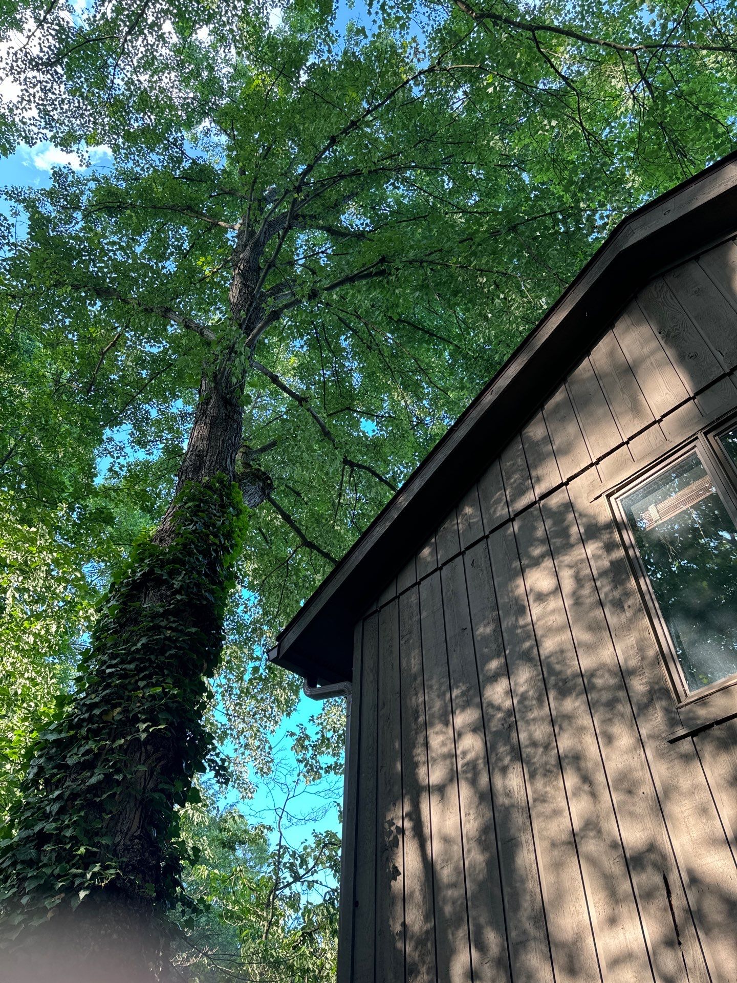 Tree Trimming using Tree Pruing by Mike Jones & Sons Tree Service LLC 