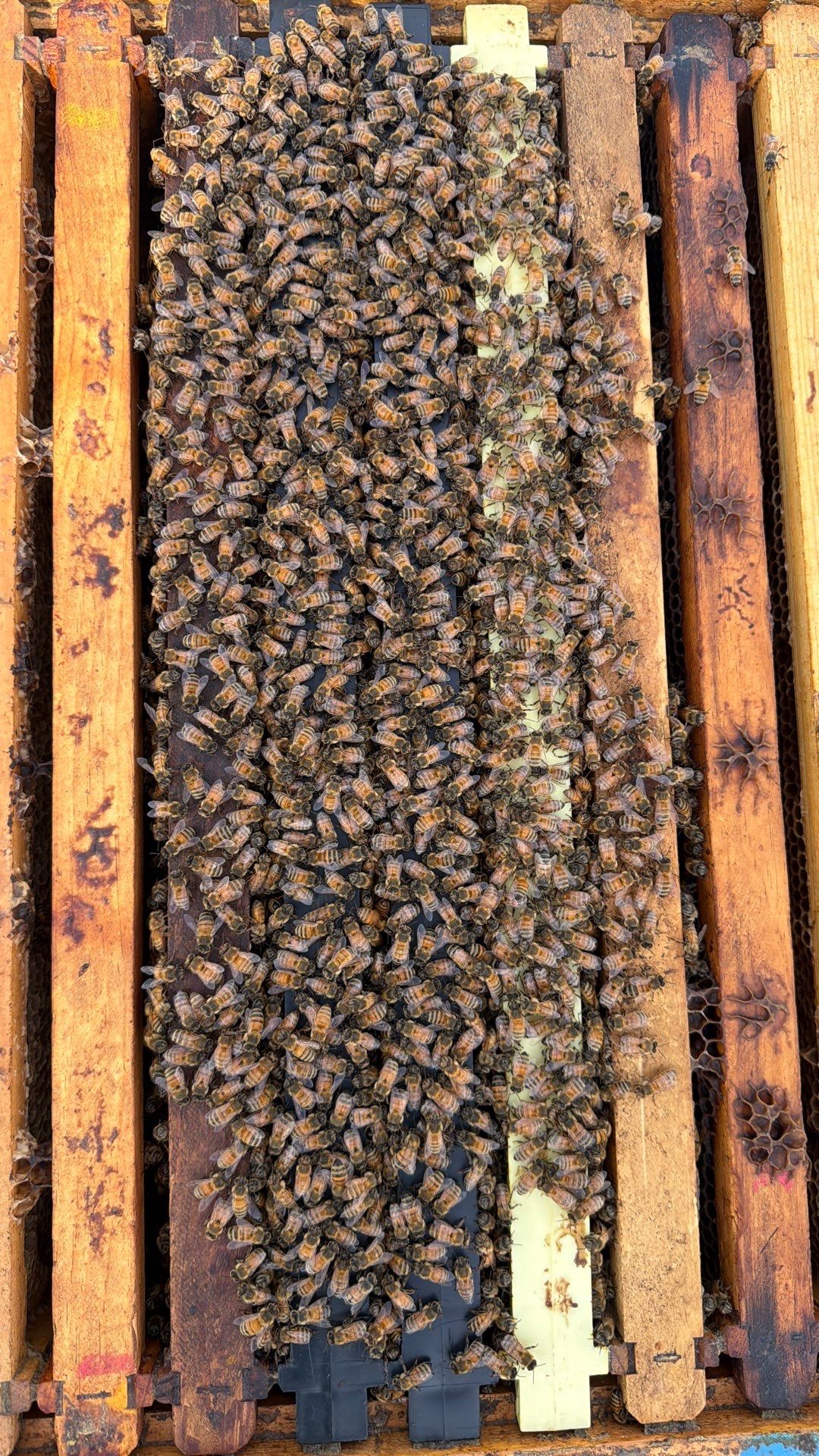 Downtown Dallas by Rockwall Honey Bee Company