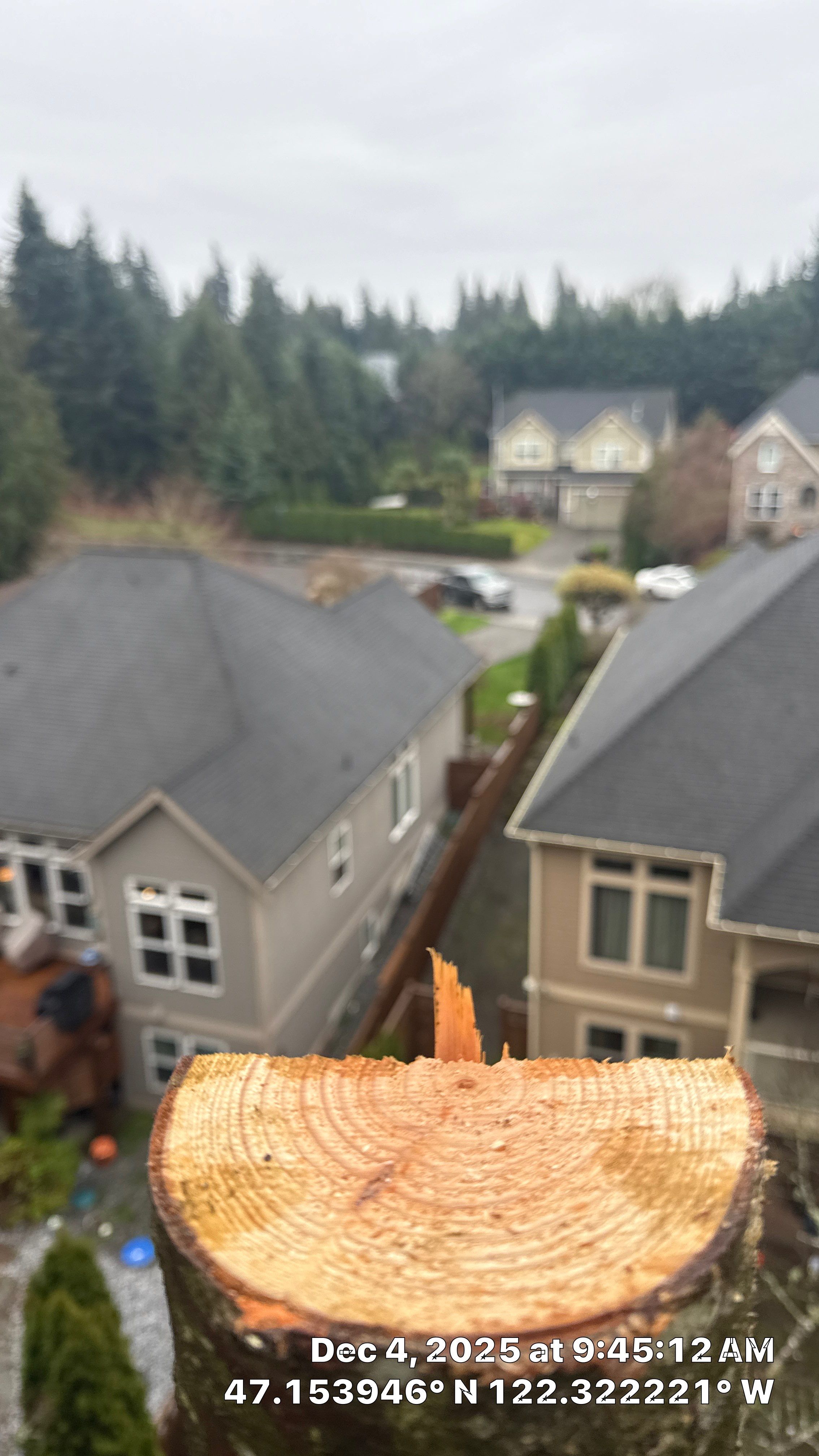 Removal of Dead Fir Trees in Puyallup Backyard for Safety and Clearance by Sound Tree Care LLC