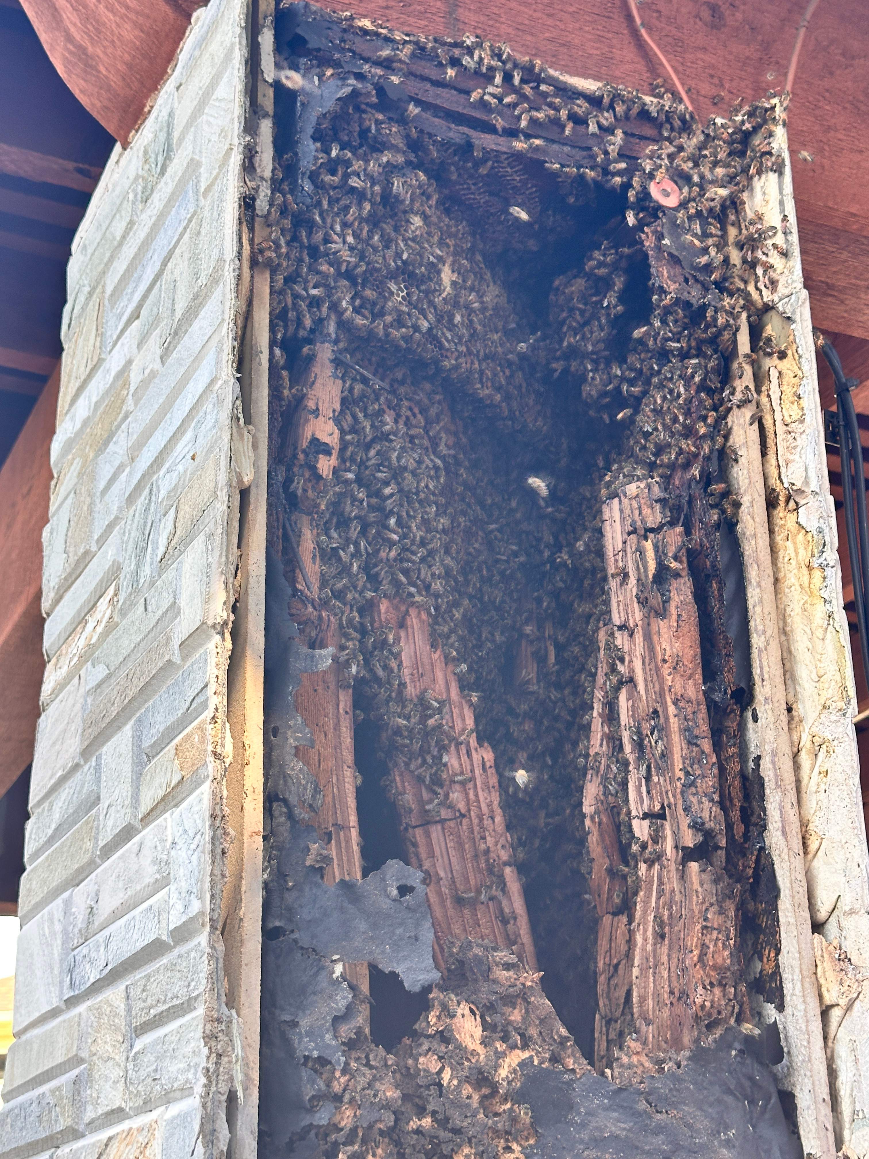Scary Pergola by Rockwall Honey Bee Company