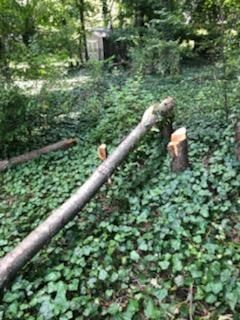Tree Removal using Tree Removal by Mike Jones & Sons Tree Service LLC 