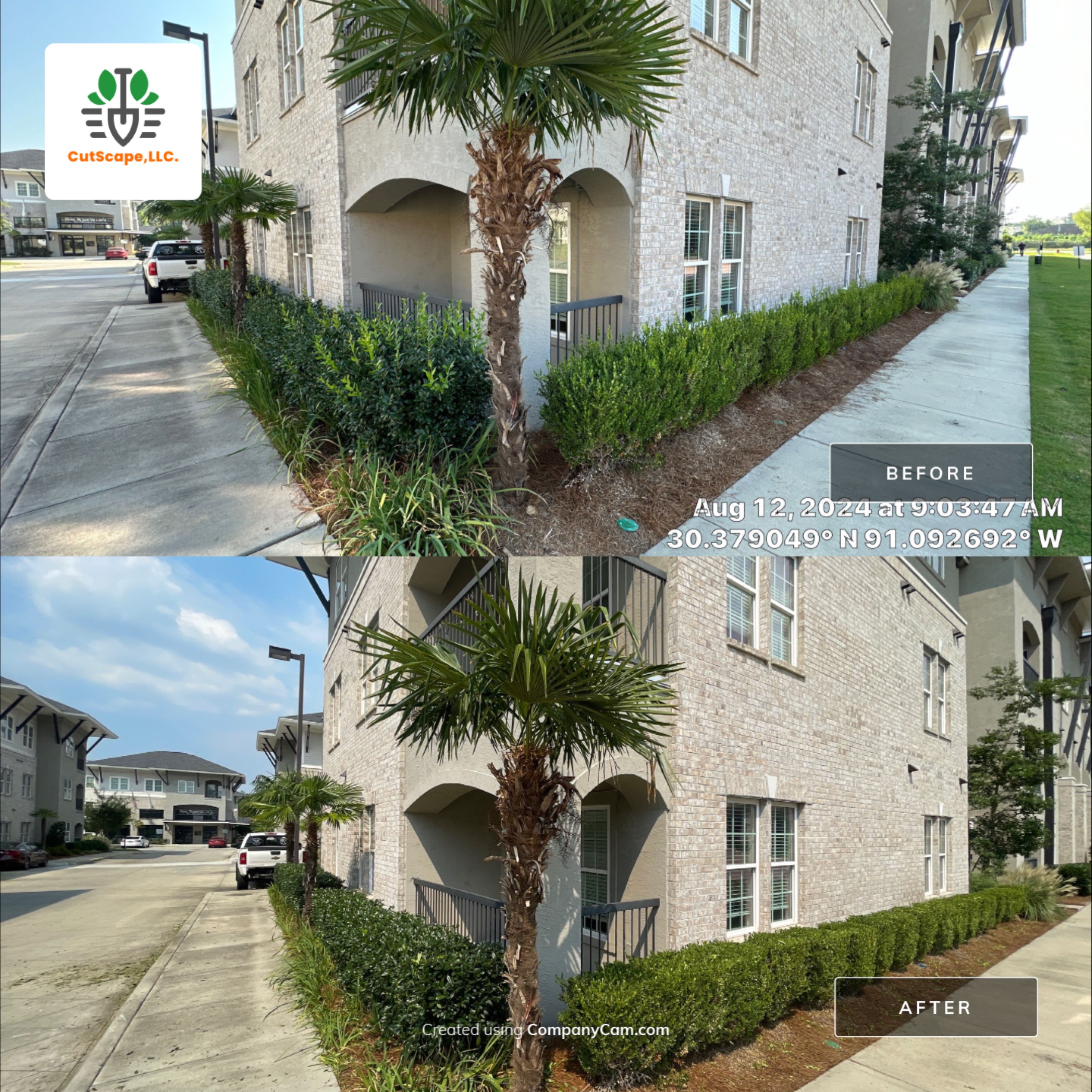 MULTI FAMILY PROPERTY: HEDGE TRIM / BED CLEAN by CutScape, LLC.