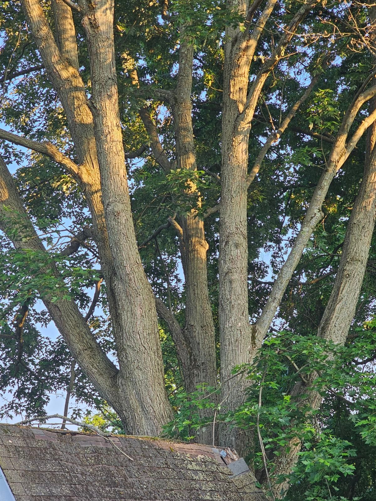 Tree Trimming using Tree Pruing by Mike Jones & Sons Tree Service LLC 