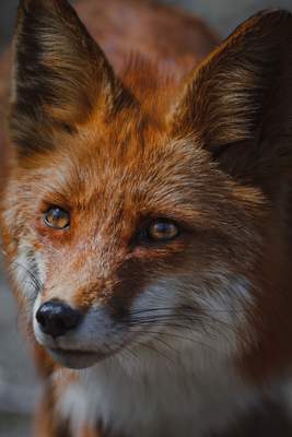Animals using Ruby