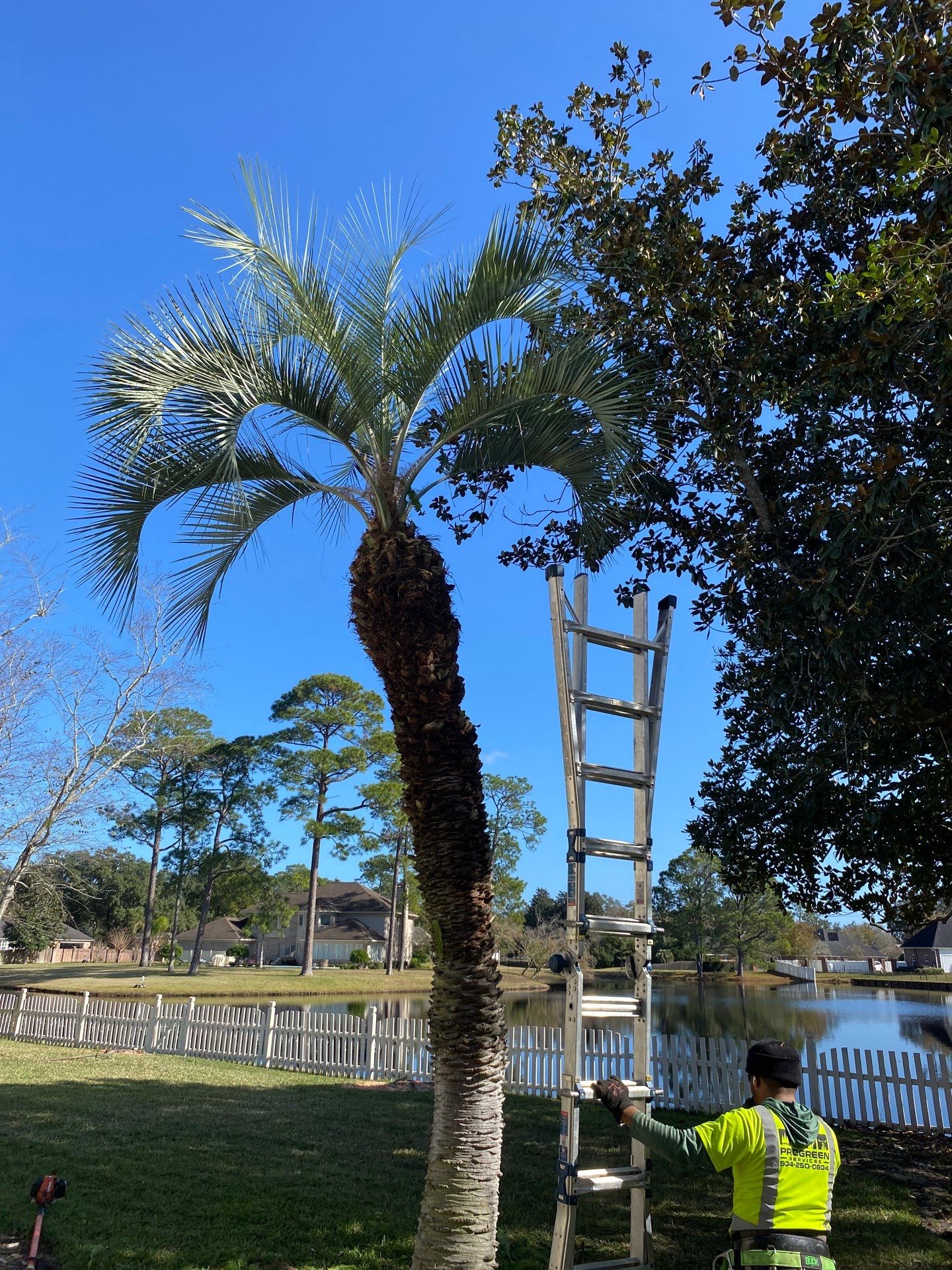 Deerwood Resident | Tree Removal & Palm Trimming by ProGreen Services