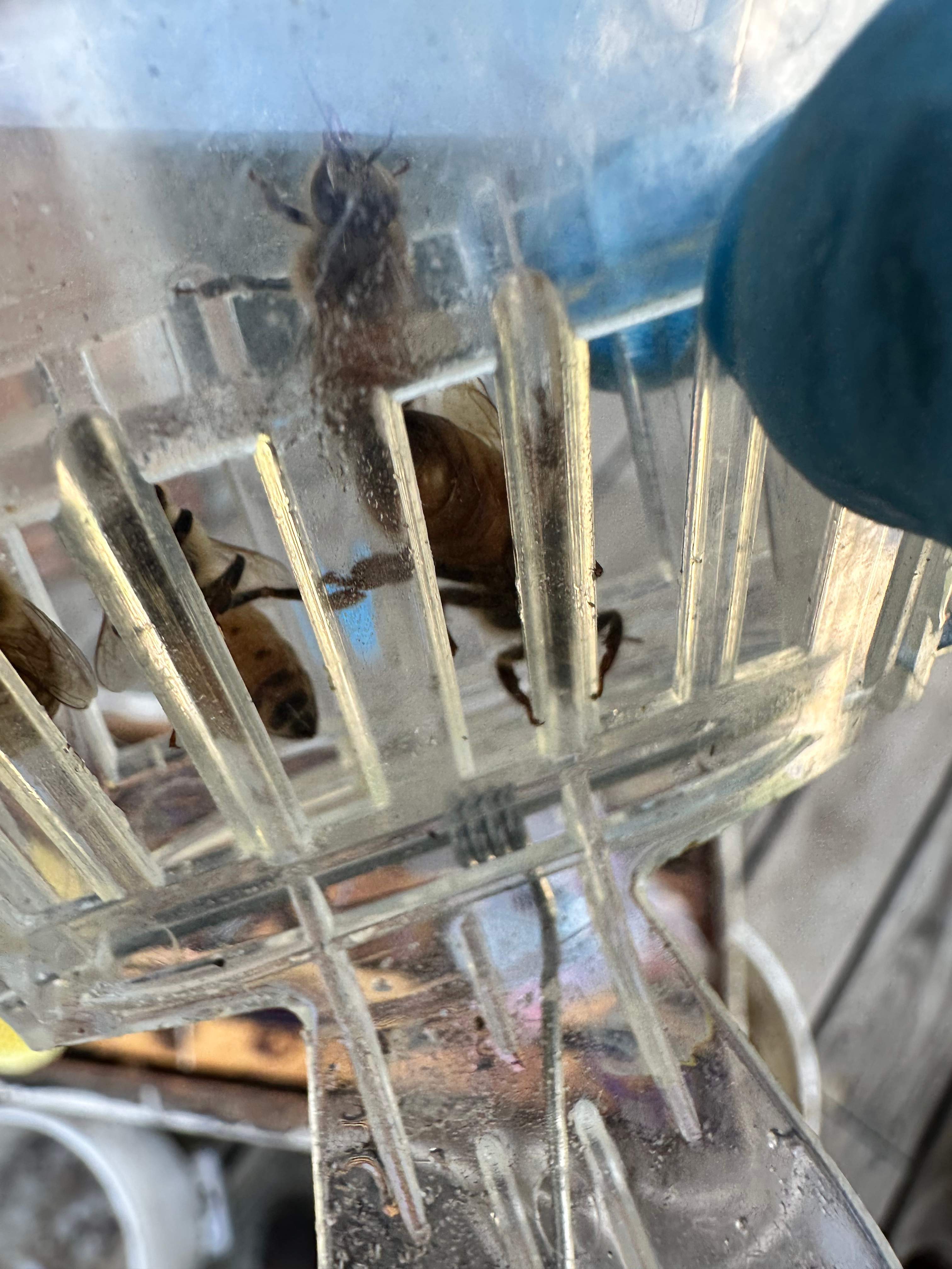 Caged Queen by Rockwall Honey Bee Company