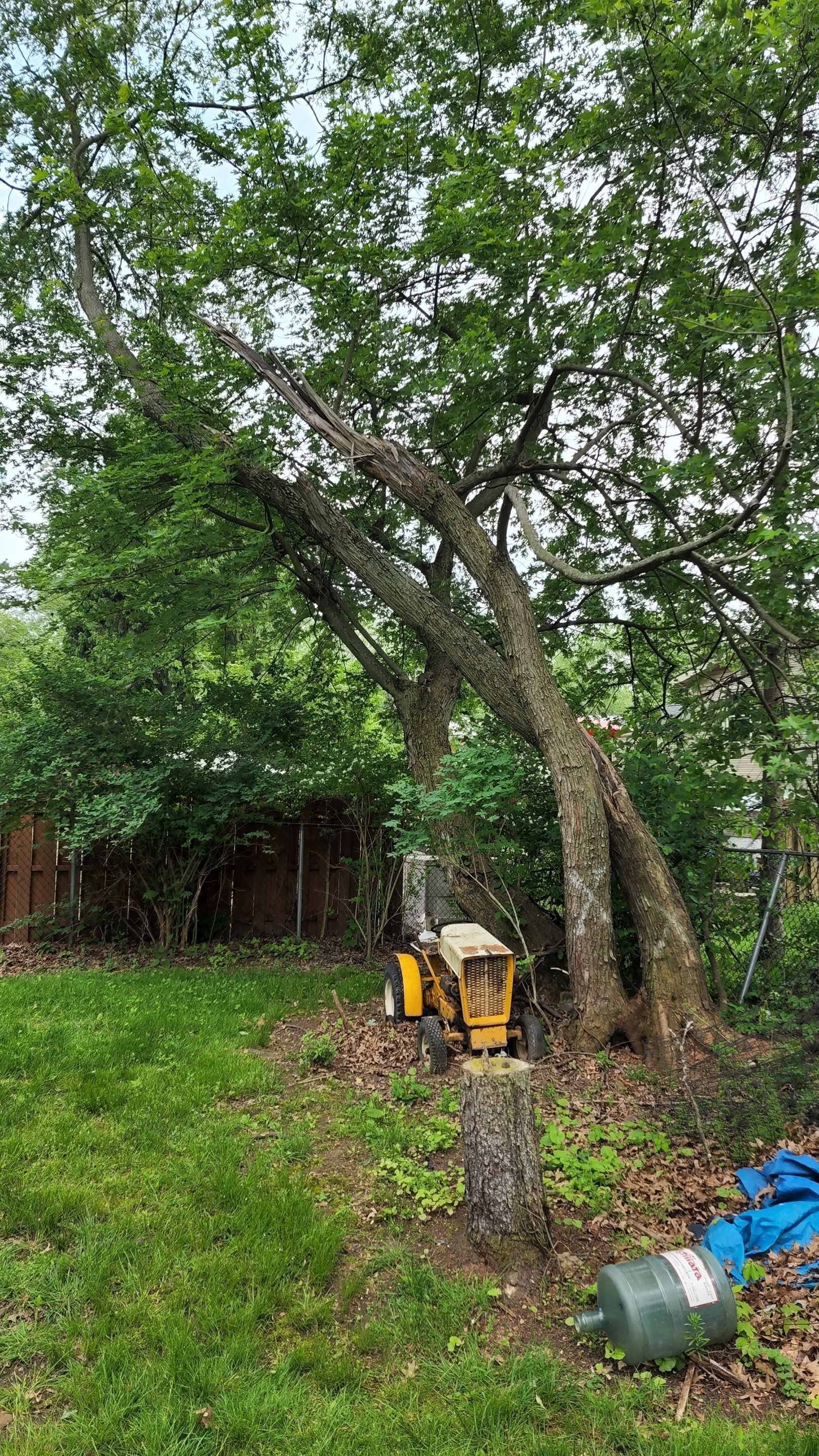 Tree Removal using Tree Removal by Mike Jones & Sons Tree Service LLC 