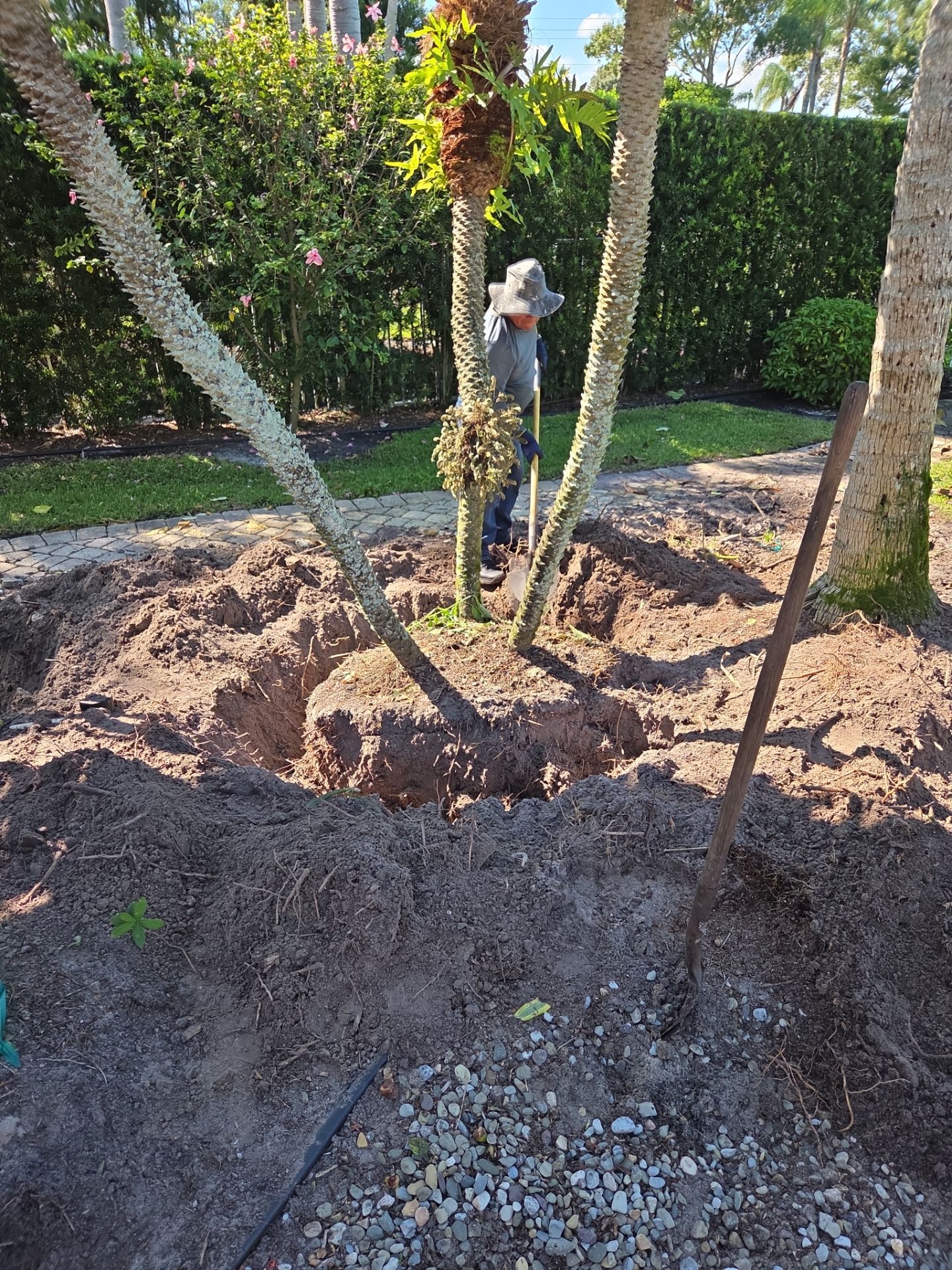 Hammock Creek Estate | Phase 1 – The Art of Precision Removal by Alpha Zeta Enterprises Inc