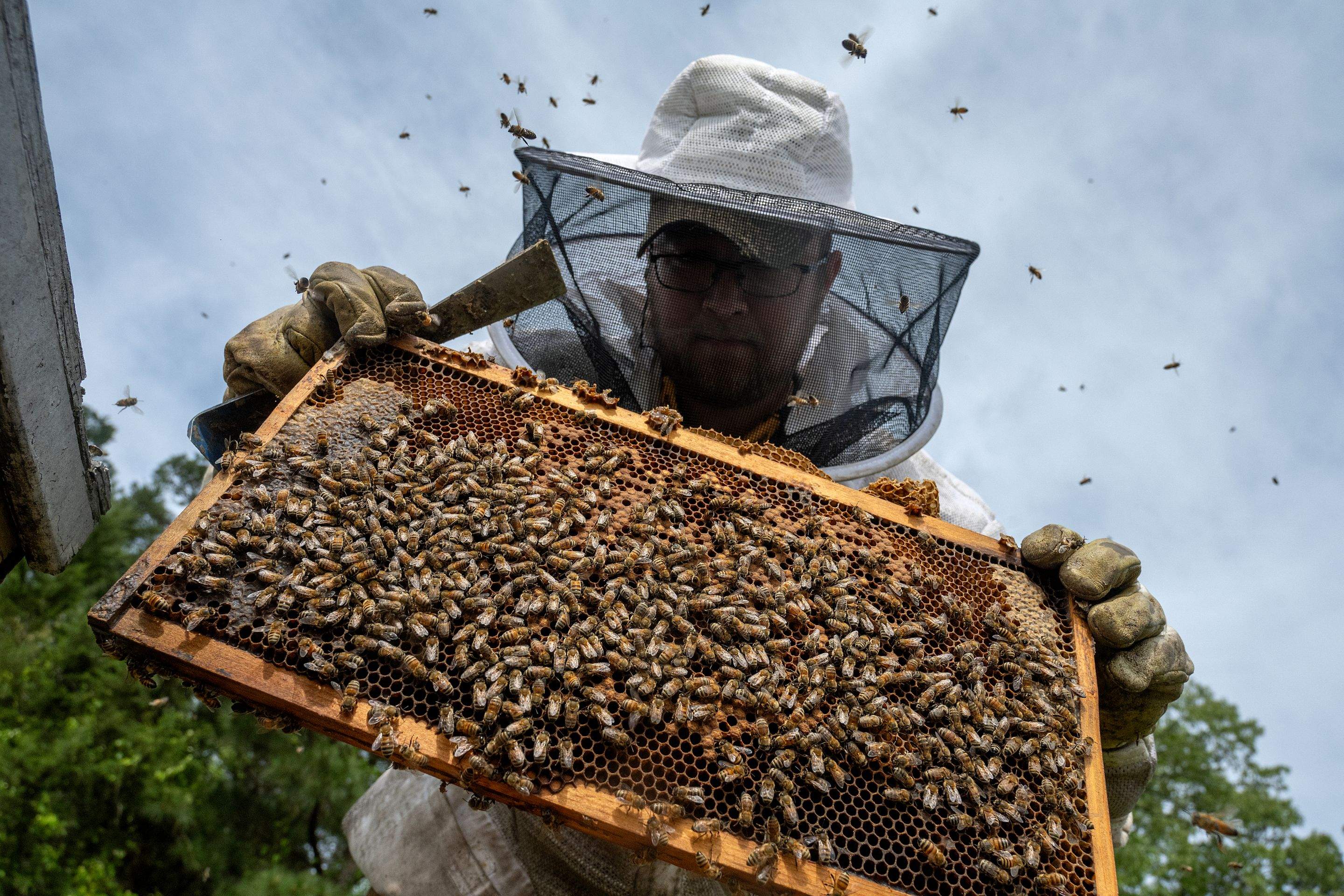 Splits in East Texas by Rockwall Honey Bee Company