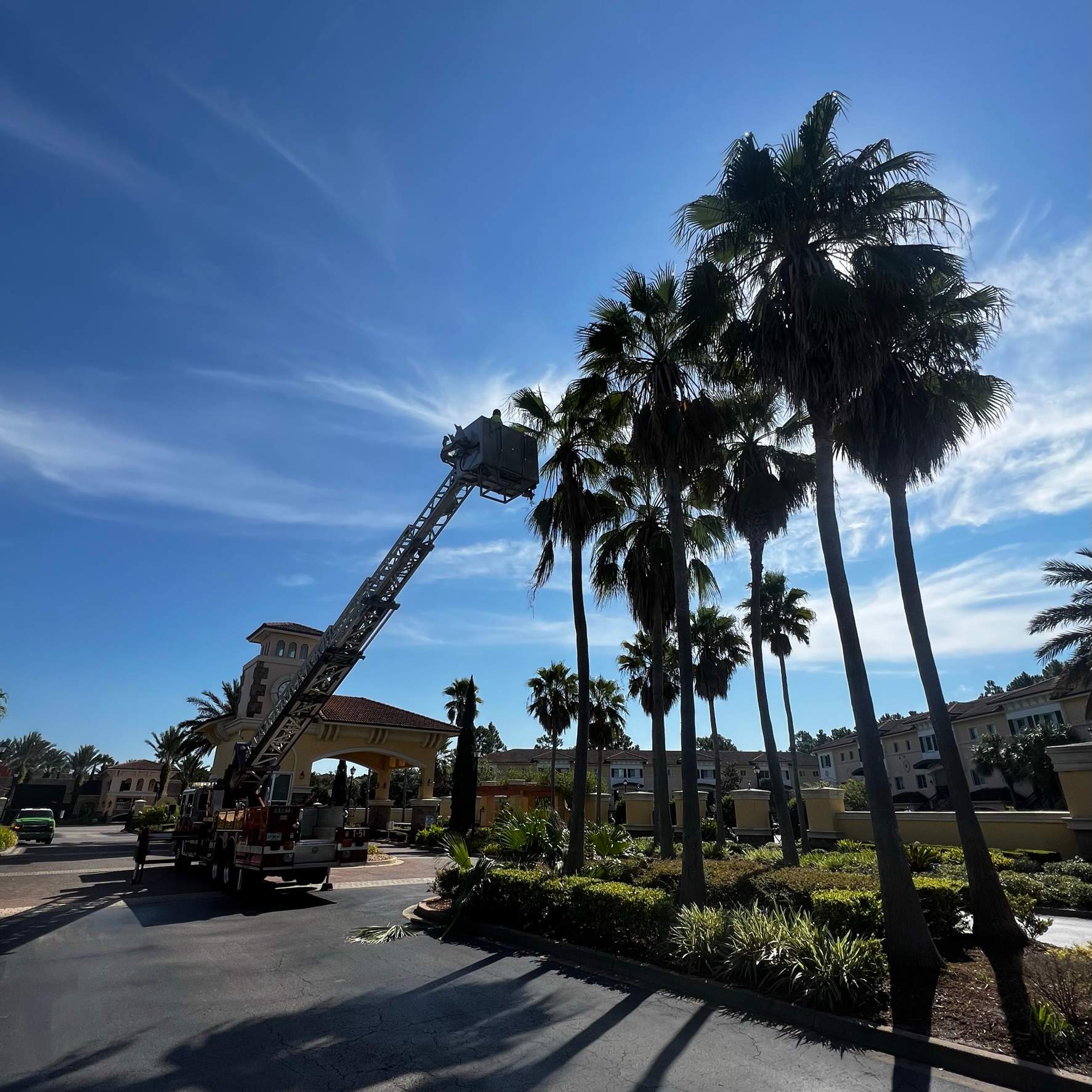 Palm Tree Trimming | IL Villagio Condominiums by ProGreen Services