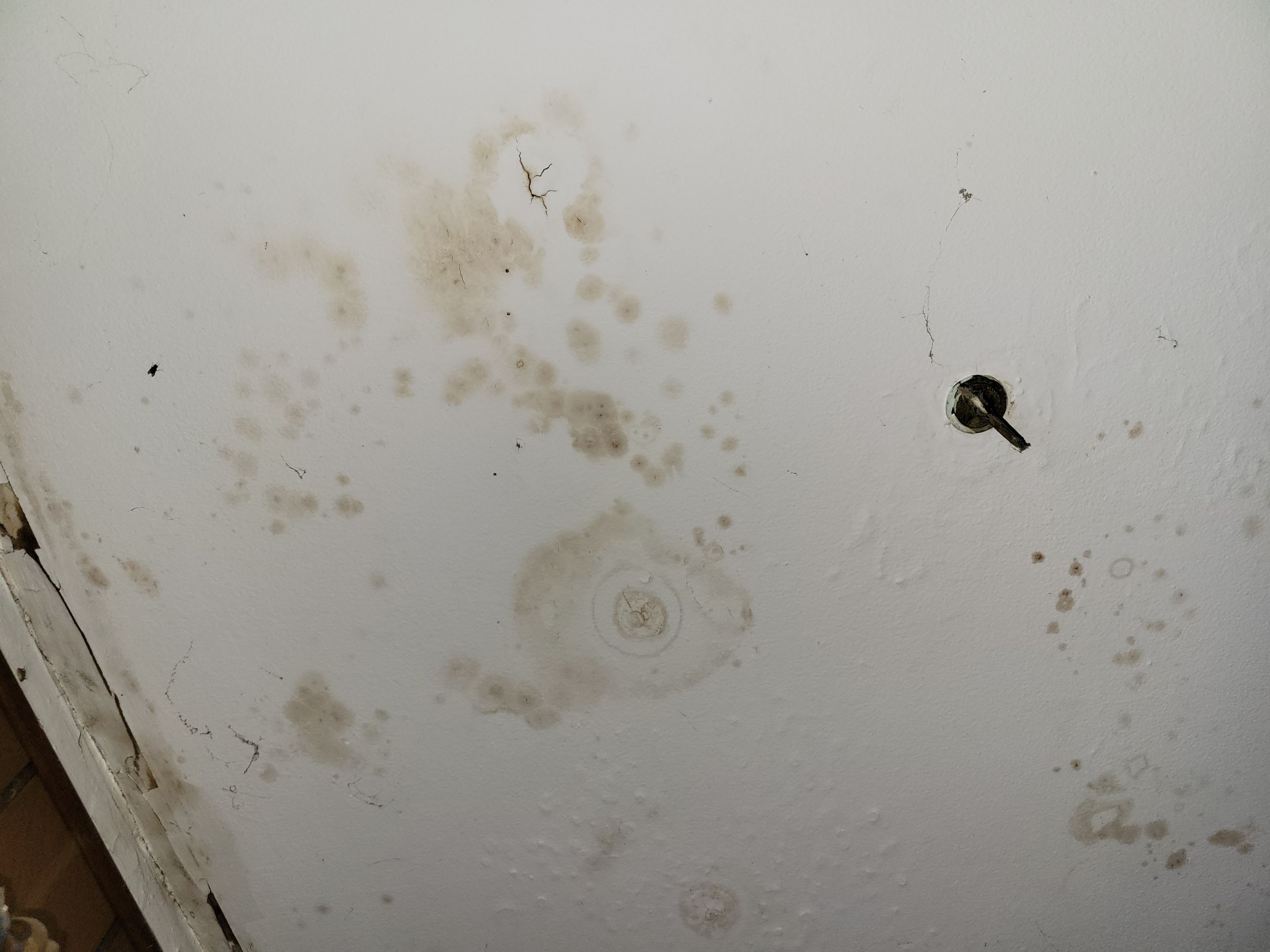 Roof Leak by Chicagoland Water Medics