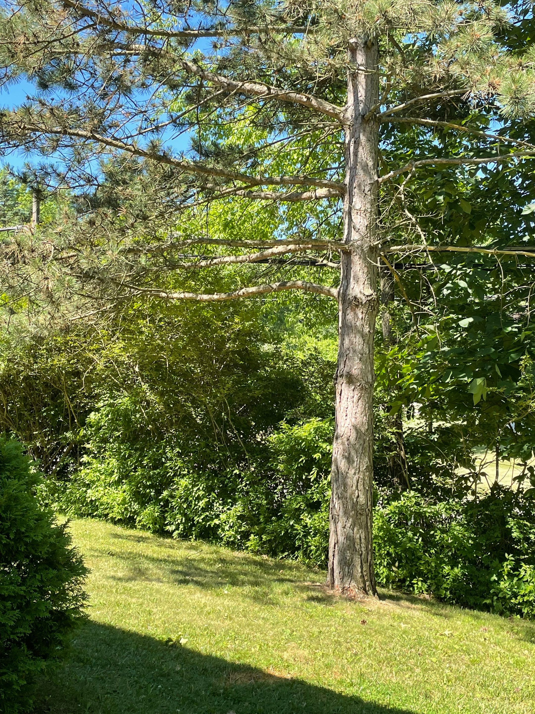 Tree Removal using Tree Removal by Mike Jones & Sons Tree Service LLC 