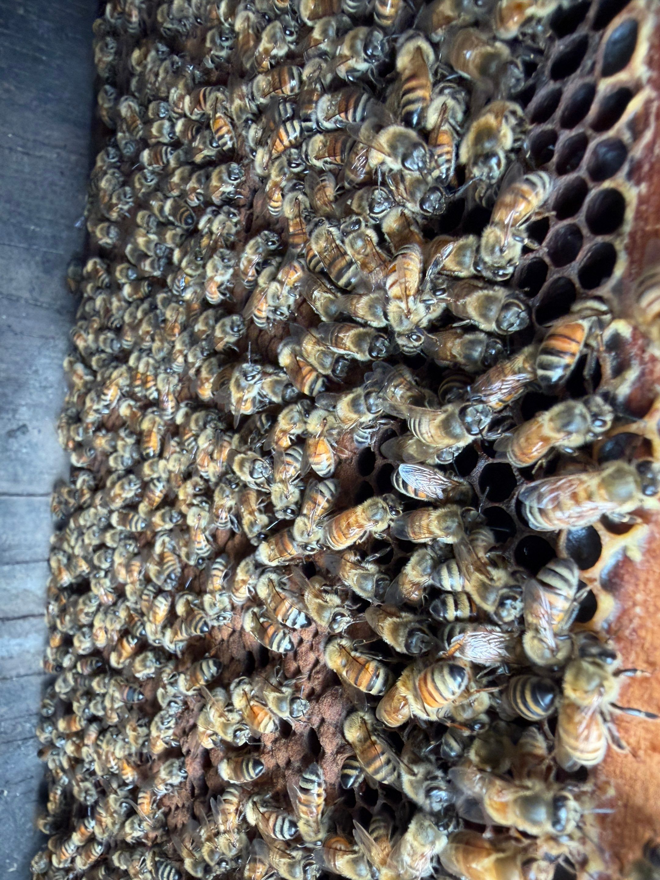 Project in Terrell, TX by Rockwall Honey Bee Company