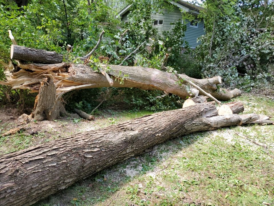 Storm Damaged Tree Removal  by Mike Jones & Sons Tree Service LLC 
