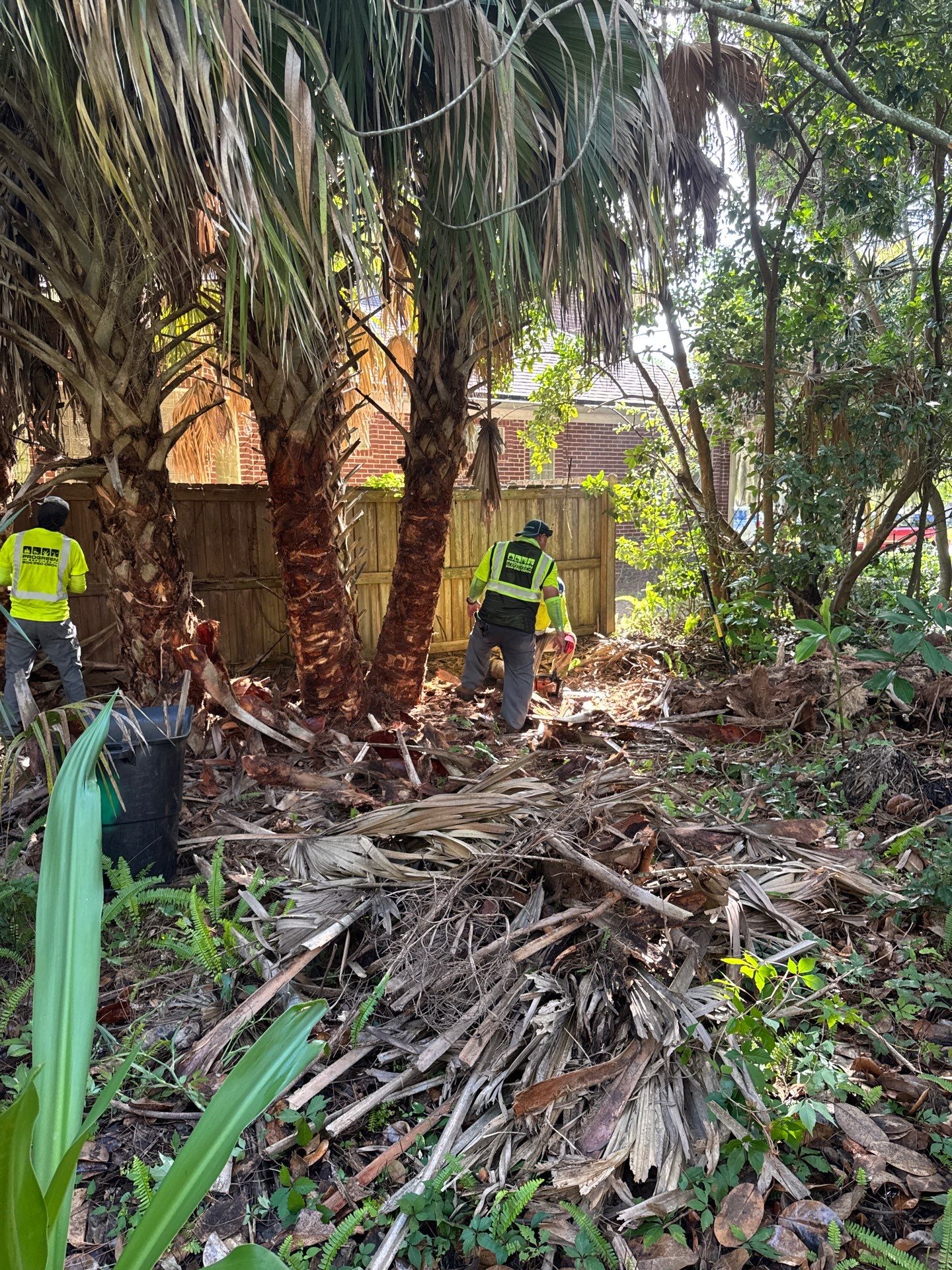 Deerwood Resident | Palm Tree Trimming & Booting by ProGreen Services