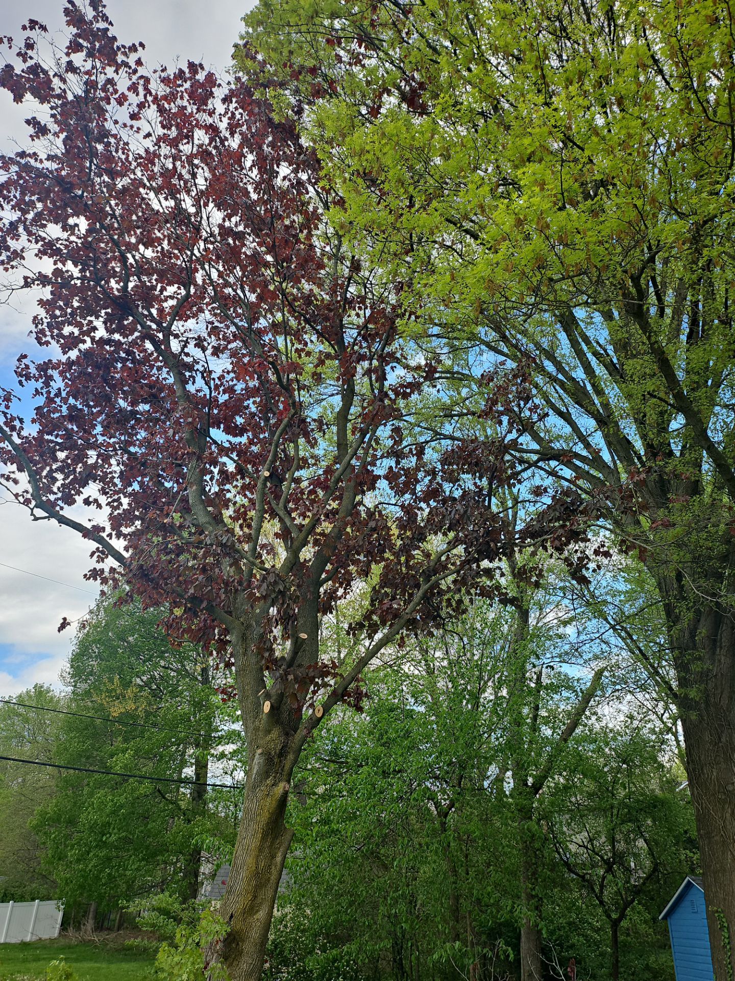 Tree Trimming using Tree Pruing by Mike Jones & Sons Tree Service LLC 