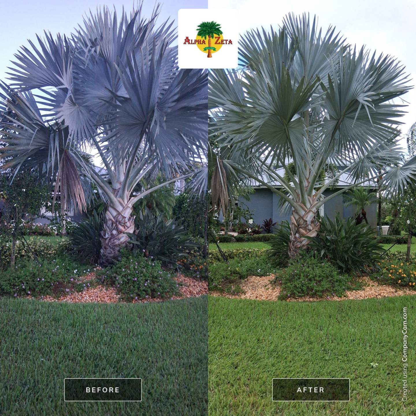 Premium Palm Tree Cleanup – Piper’s Landing Palm City by Alpha Zeta Enterprises Inc