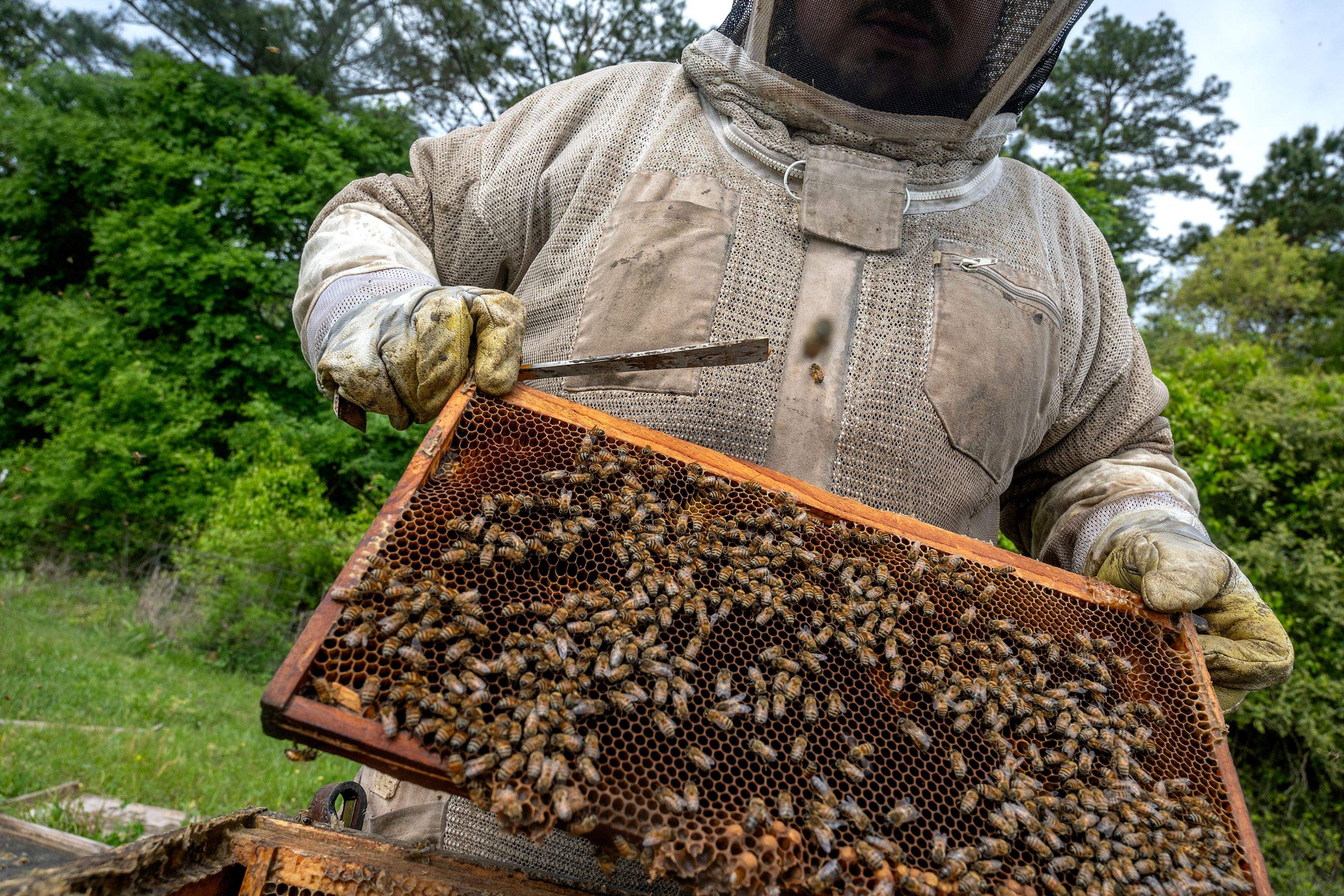 Splits in East Texas by Rockwall Honey Bee Company