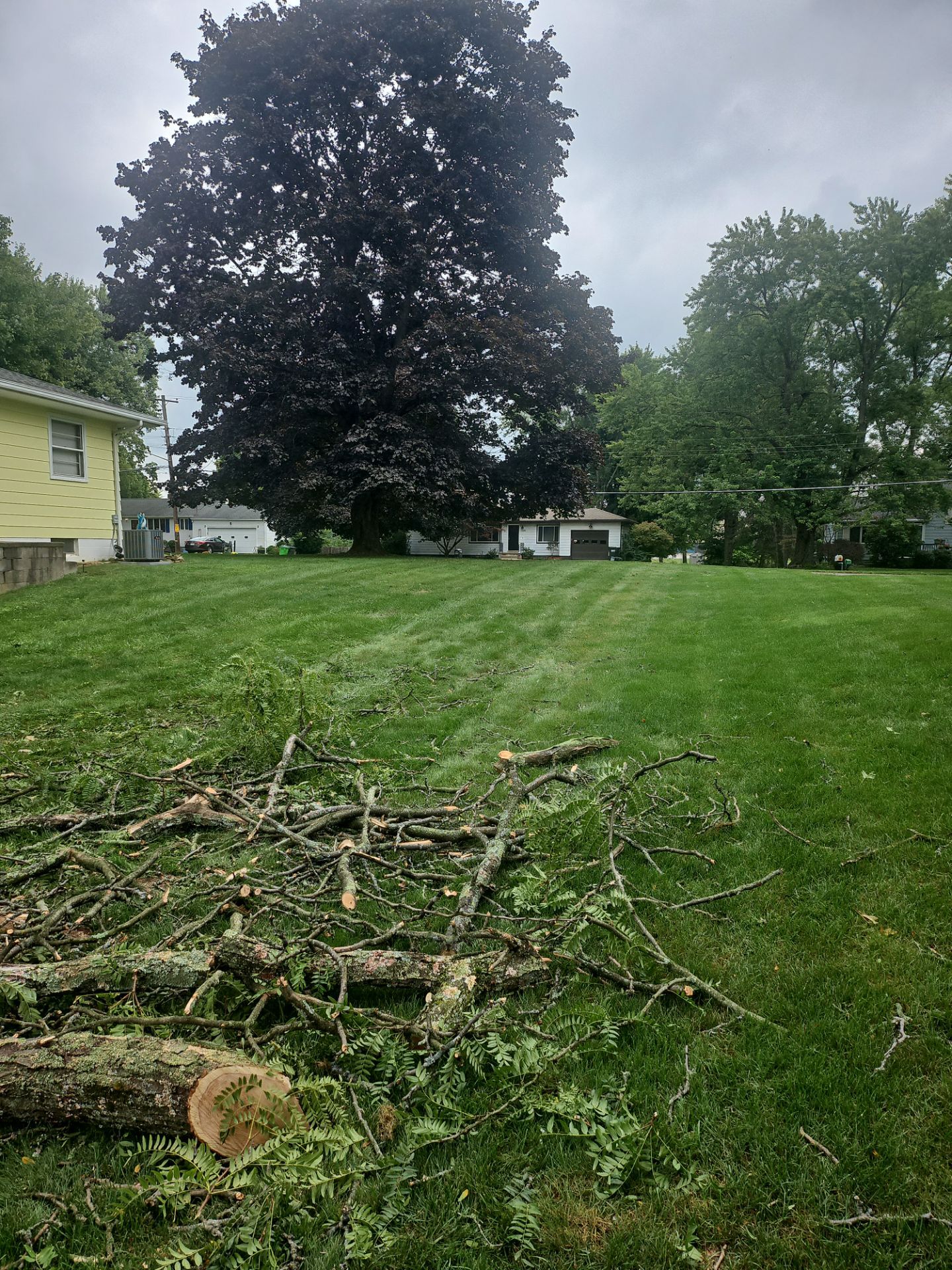 Tree Removal using Tree Removal by Mike Jones & Sons Tree Service LLC 