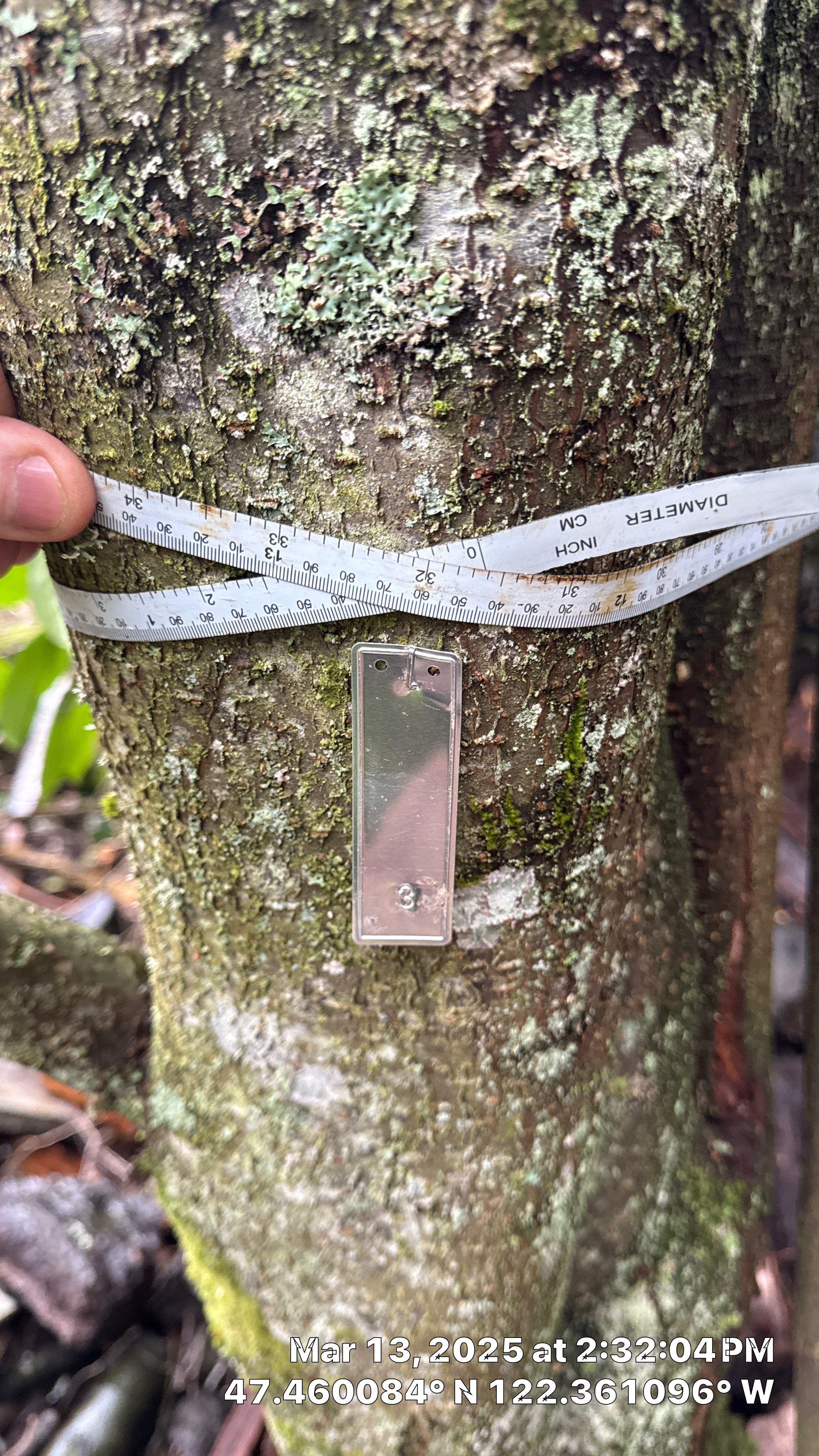 π Arborist Reporting & Tree Surveying β Code Compliance Project by Sound Tree Care LLC
