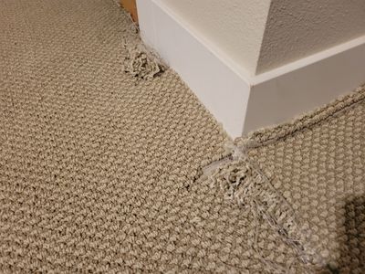 Bonded Insert Repair, Dog Damaged Carpet
