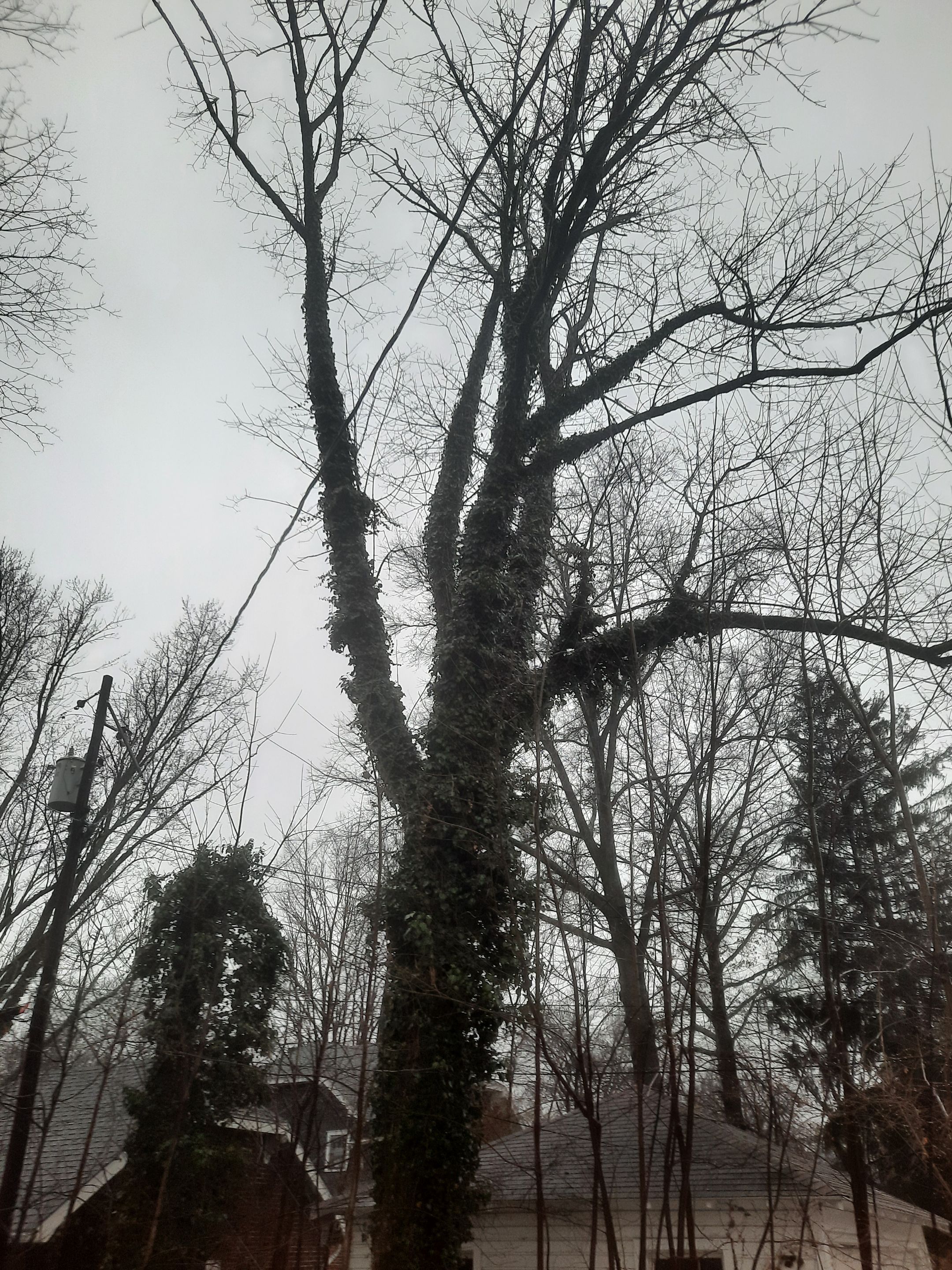 Firewood Delivery  using Seasoned Firewood by Mike Jones & Sons Tree Service LLC 