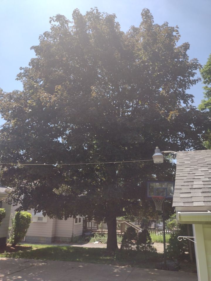 Tree Trimming using Tree Pruing by Mike Jones & Sons Tree Service LLC 