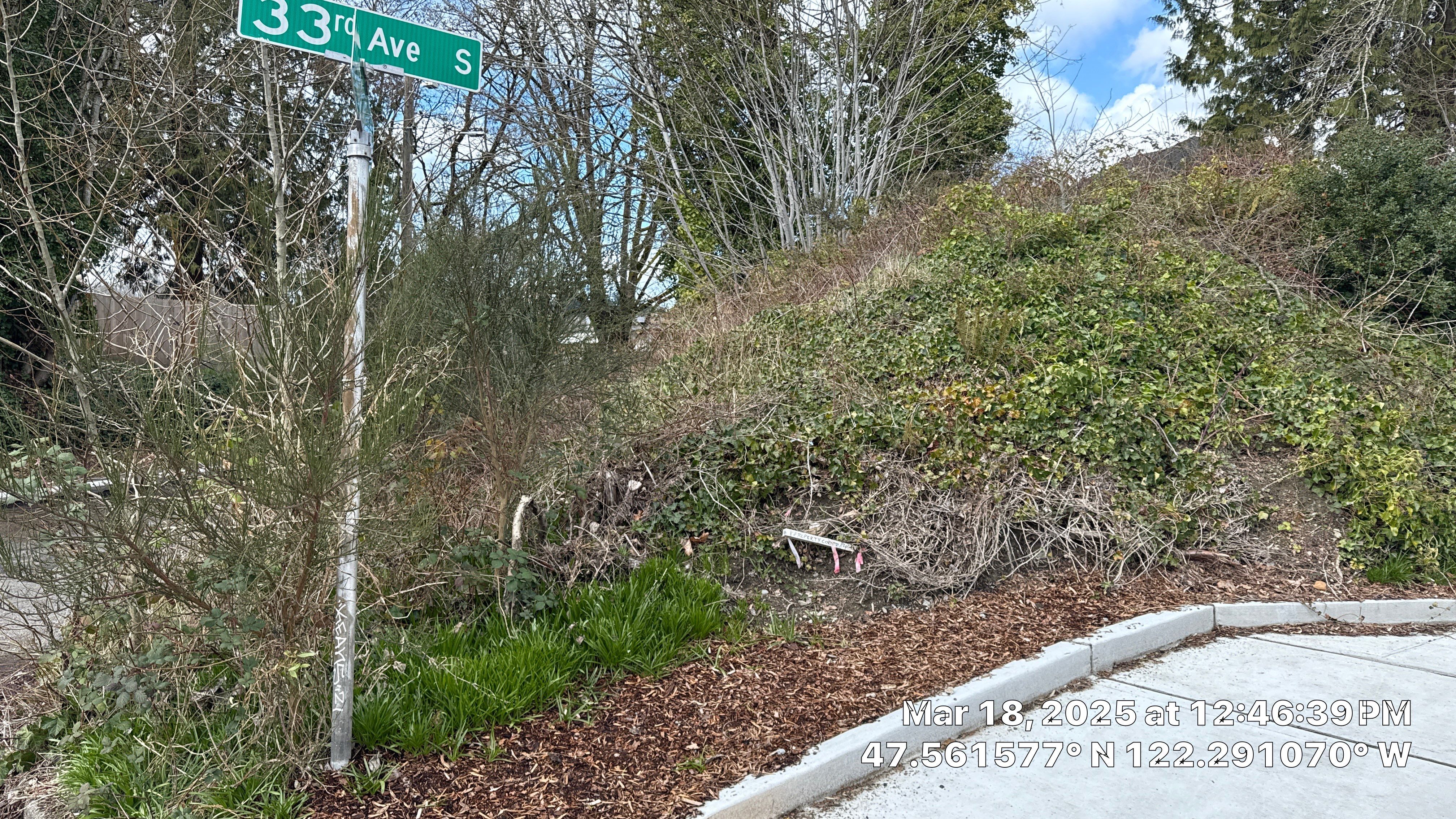 ✅ Seattle Tree Clearance & Invasive Species Removal by Sound Tree Care LLC