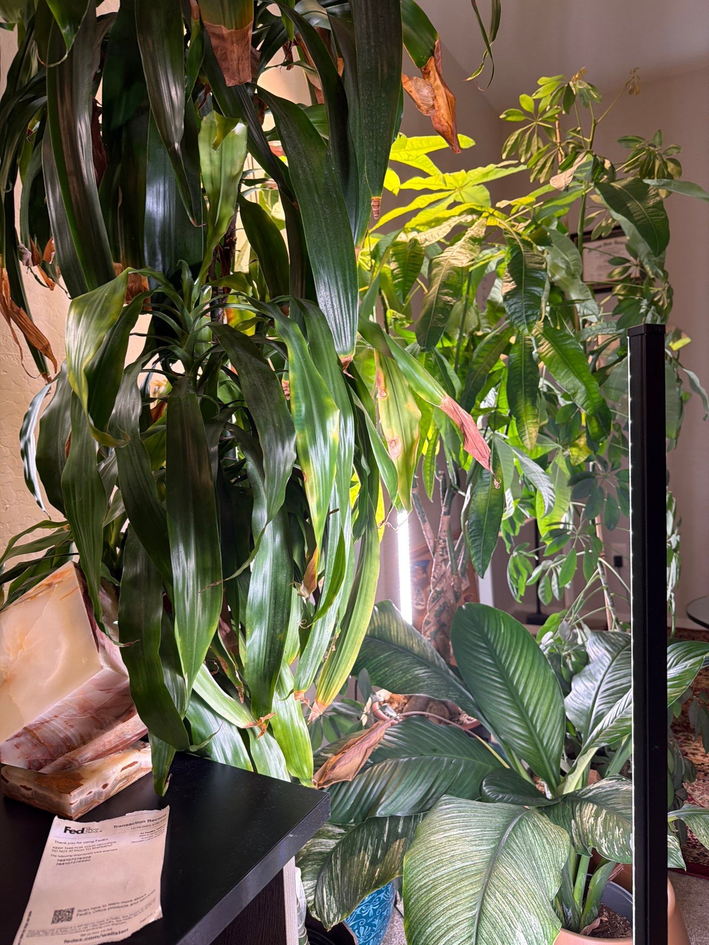 Professional Home Office Setup and Indoor Plant Arrangement in Phoenix by CompanyCam Sales Demo