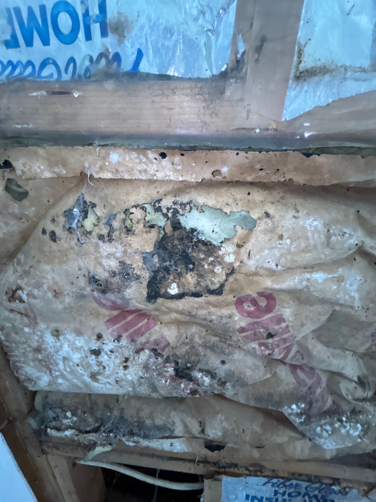 Mold Removal In Bradenton FL  by Ampm Restoration Services 