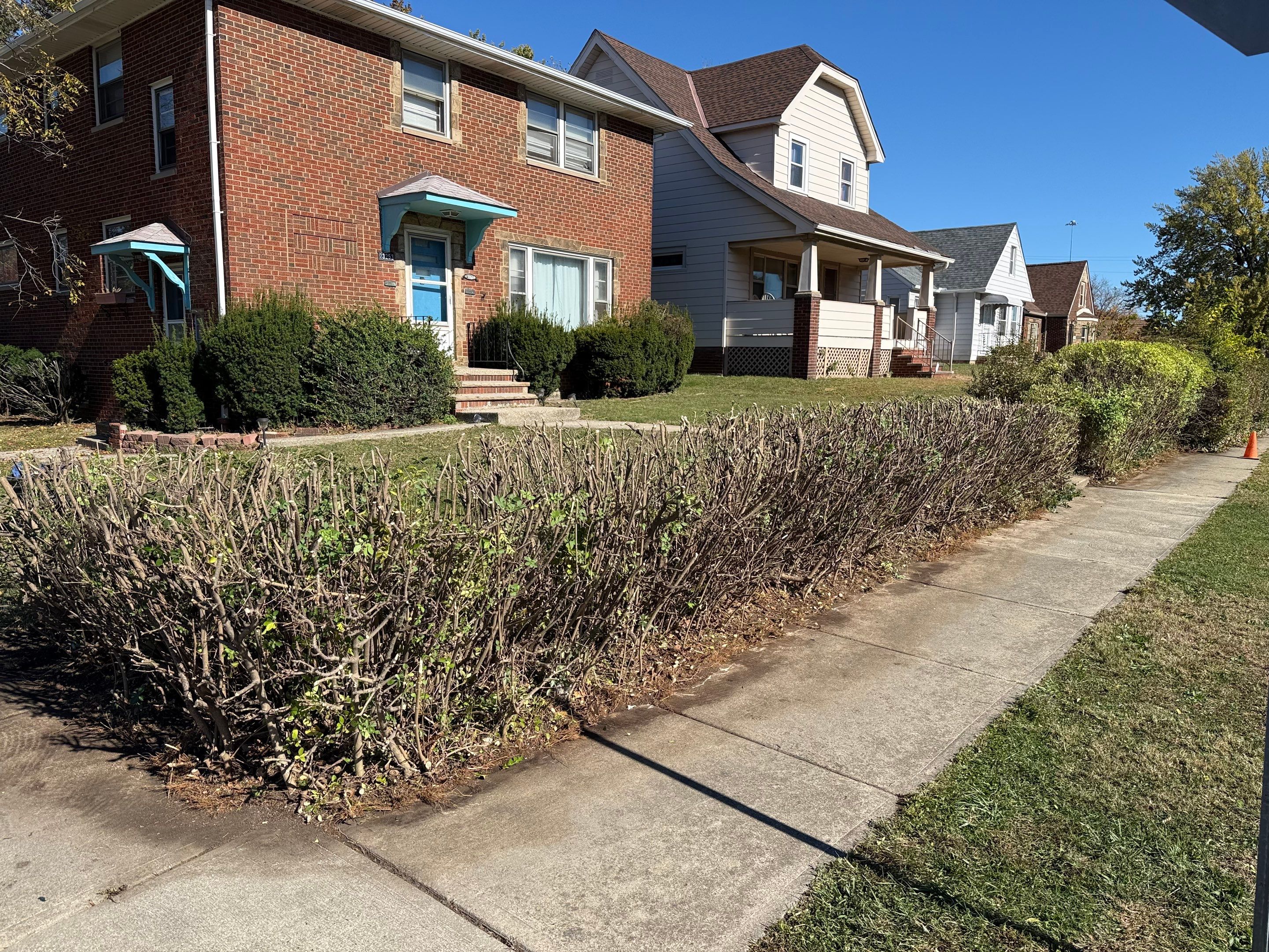 Hedge Shaping Maintenance by Elm Rose Gardens