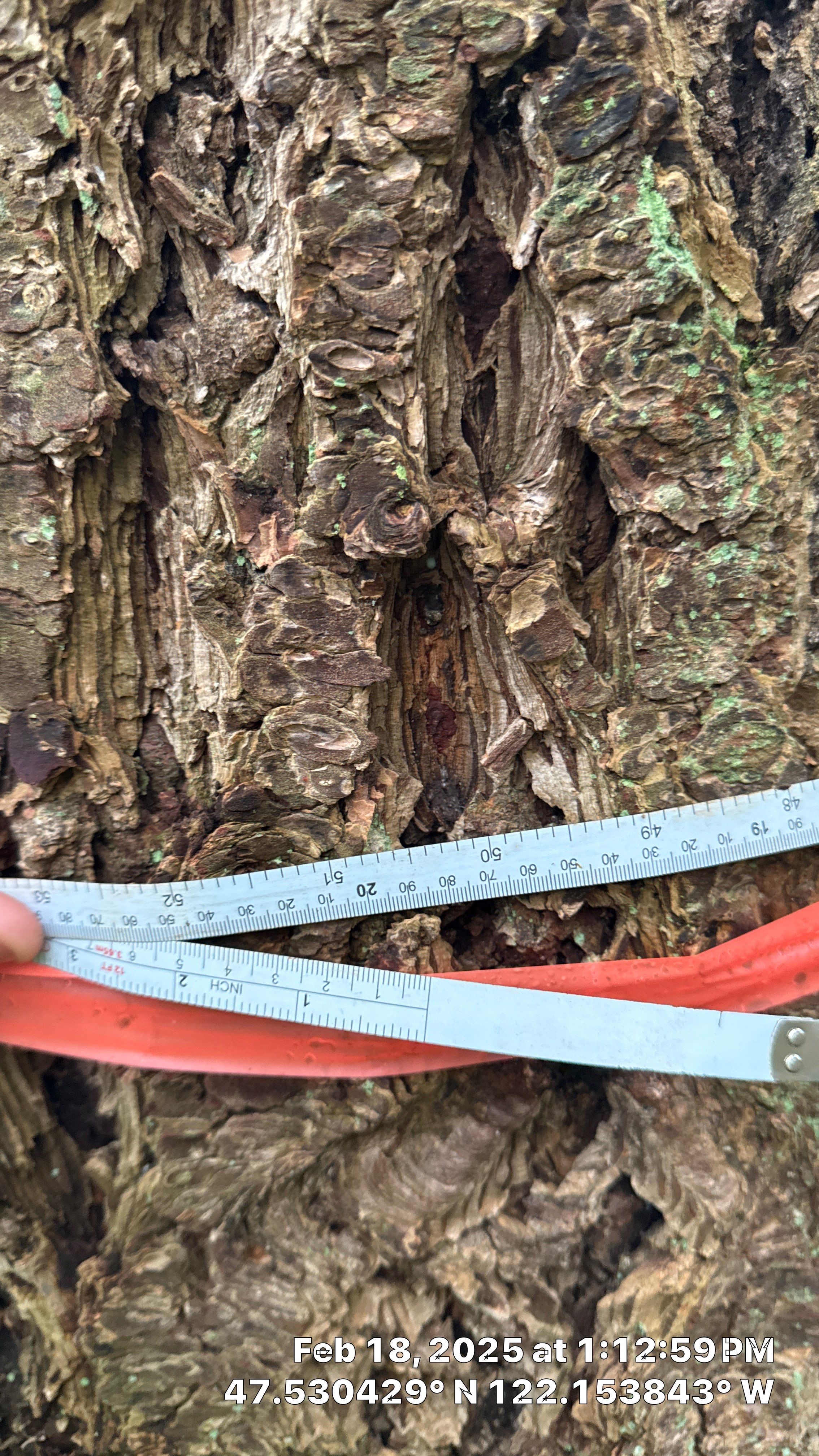 🌲 Newcastle HOA Arborist Report by Sound Tree Care LLC