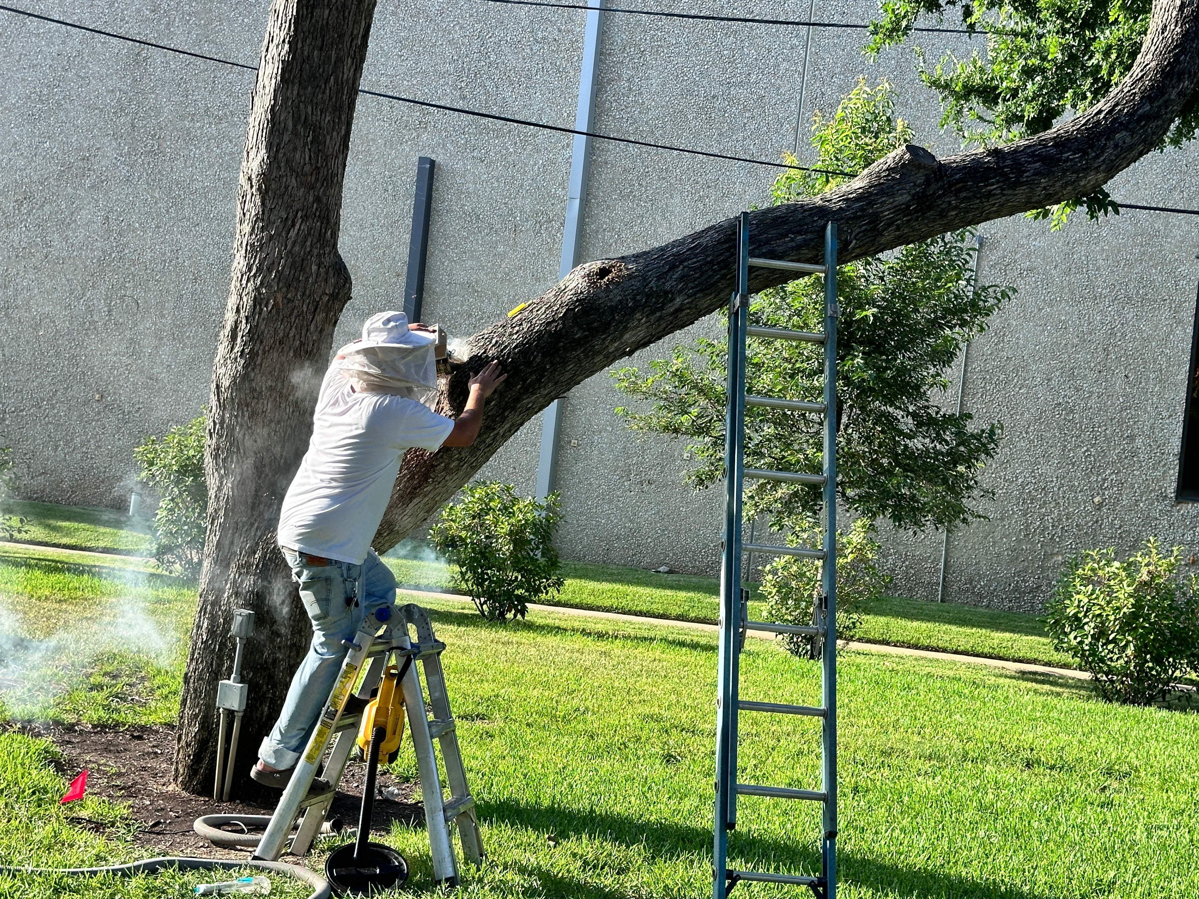 Favorite Tree Job by Rockwall Honey Bee Company