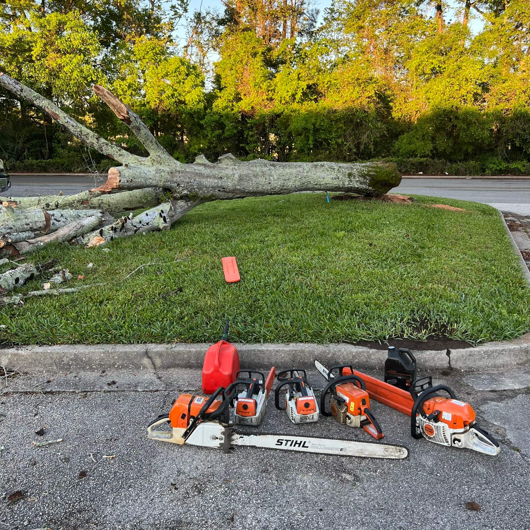 Tree Work | The Avenues Mall by ProGreen Services