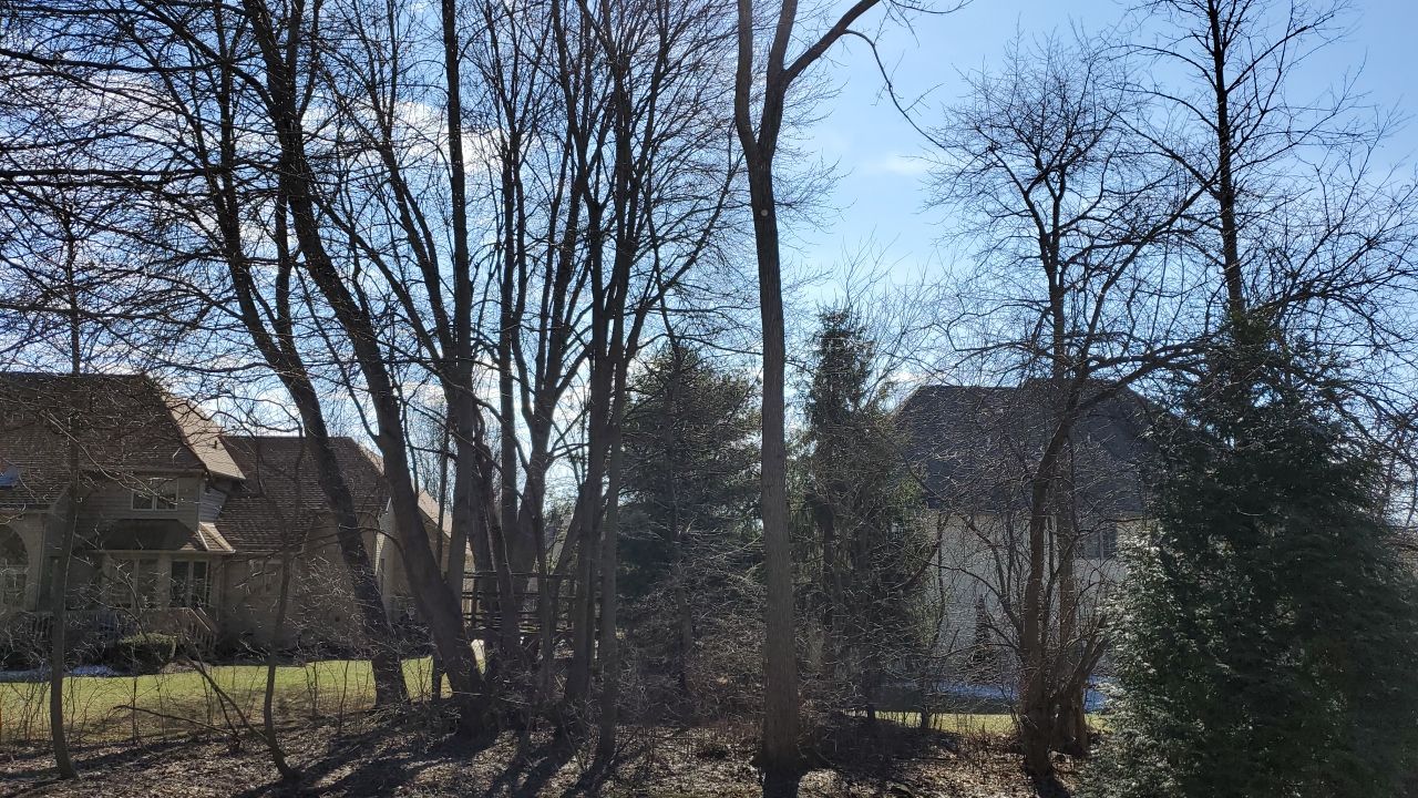 Tree Removal using Tree Removal by Mike Jones & Sons Tree Service LLC 