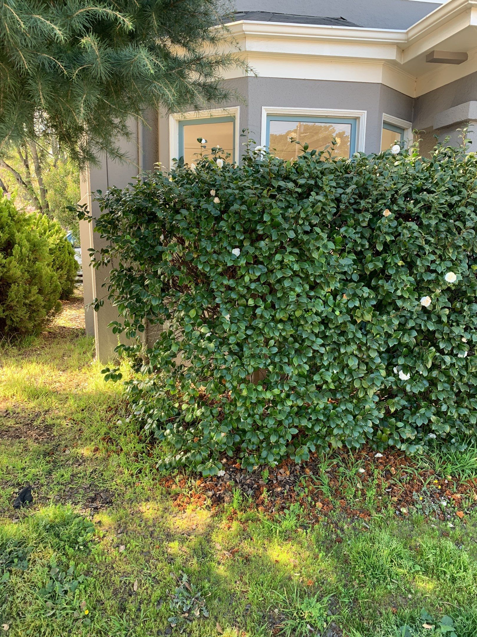 Bloom Team — 6005 Hillegas Ave by SpotFree Window Cleaning