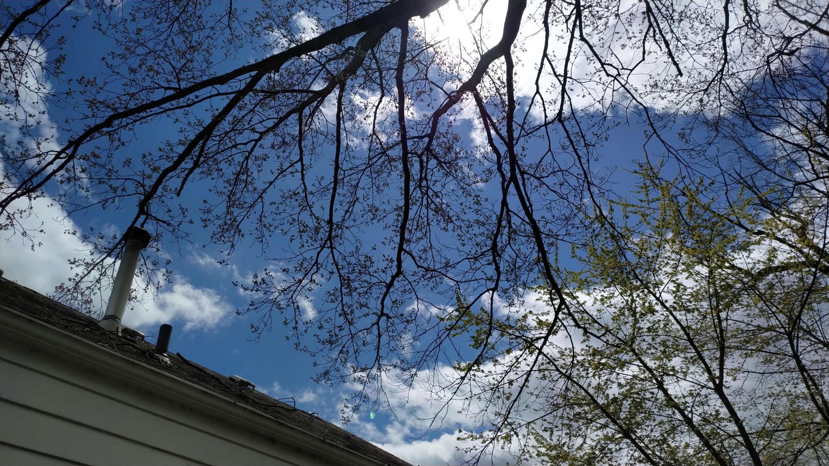 Tree Trimming using Tree Pruing by Mike Jones & Sons Tree Service LLC 