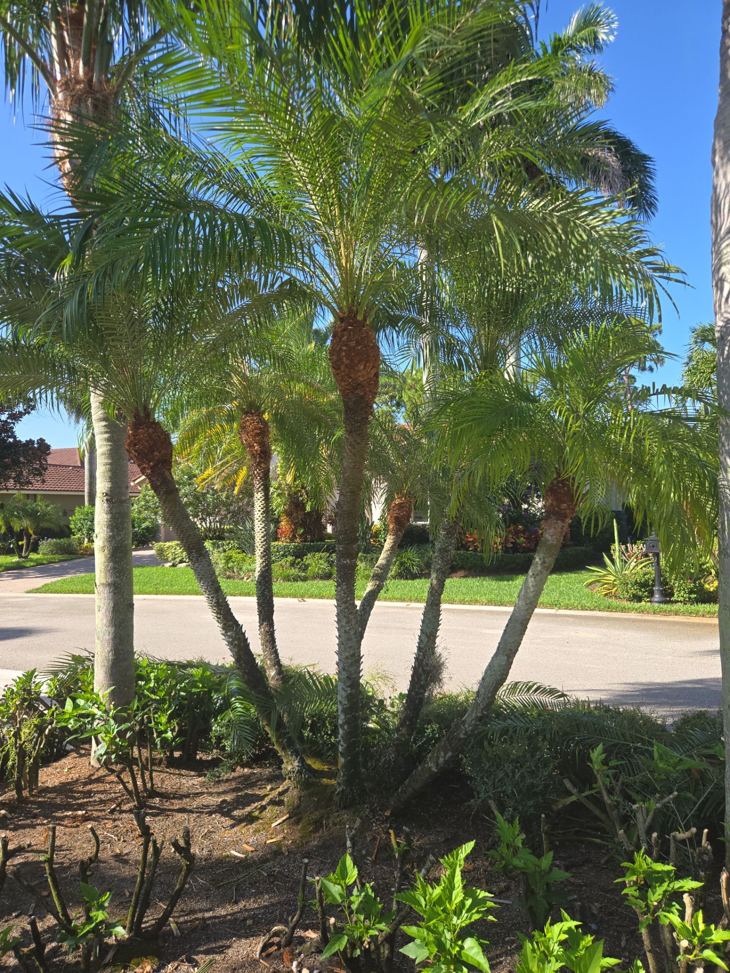 Palm Cove Perfection – Where Every Frond Tells a Story by Alpha Zeta Enterprises Inc