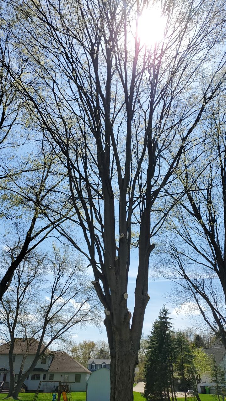 Tree Removal using Tree Removal by Mike Jones & Sons Tree Service LLC 