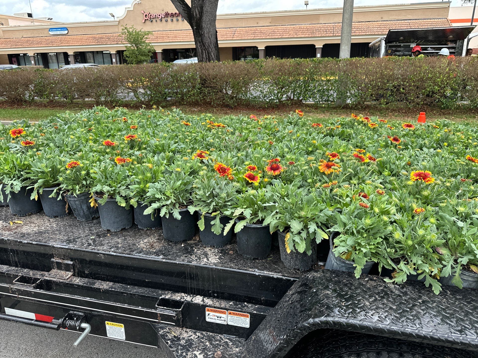 Pinecrest Median - New Native Landscape by Nature's Dream by Nature's Dream Landscape and Tree Service
