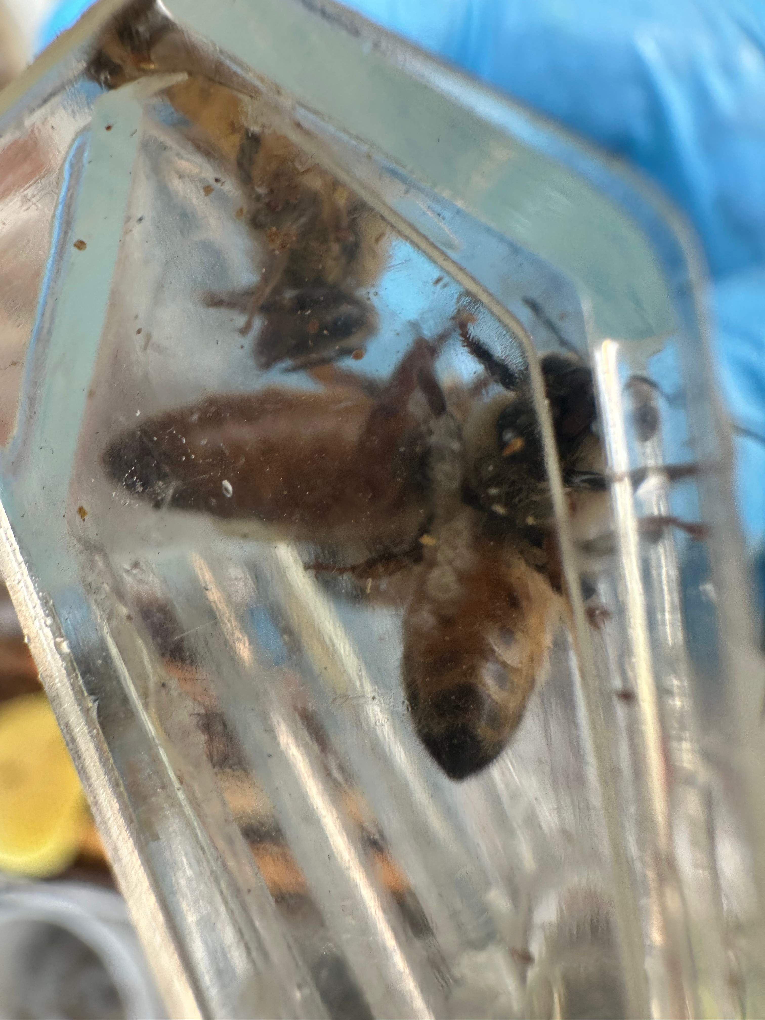 Caged Queen by Rockwall Honey Bee Company